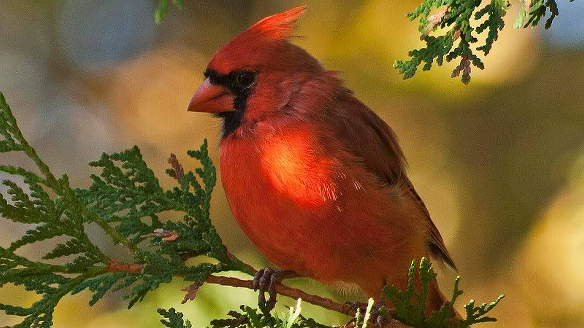 cardinal, green cedar branch, bright red feathers, Full HD Desktop Wallpaper