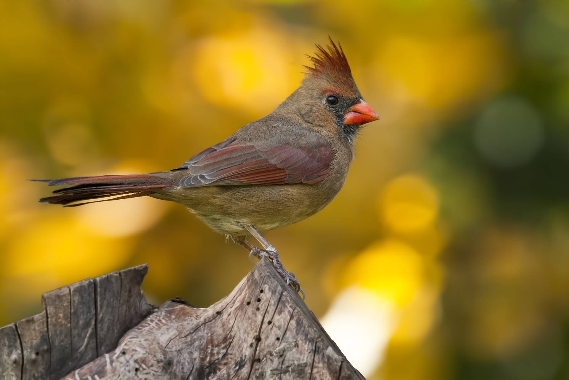 female cardinal, weathered tree stump, soft golden bokeh background, Full HD Desktop Wallpaper