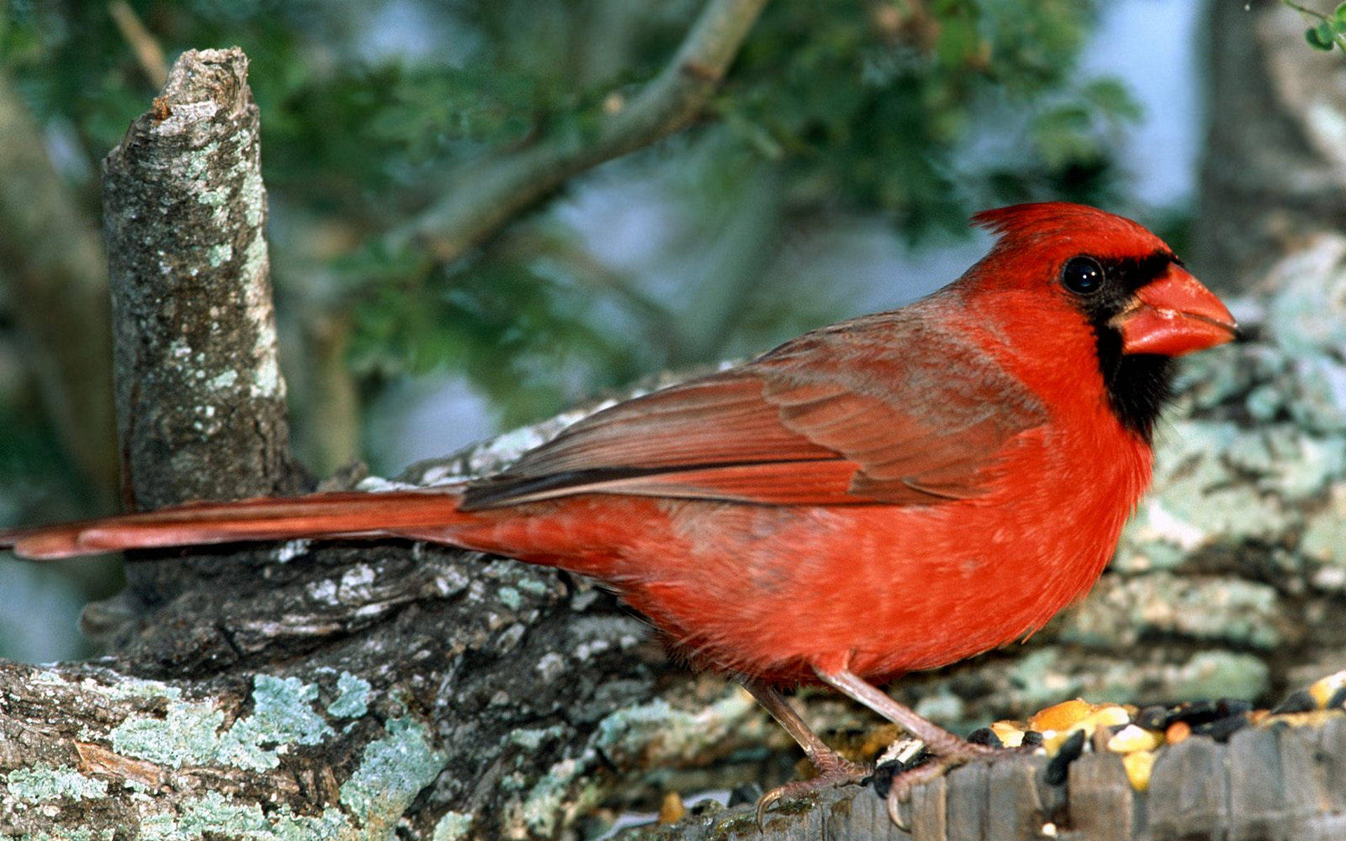 male cardinal, mossy wooden fence post, green foliage, Full HD Desktop Wallpaper