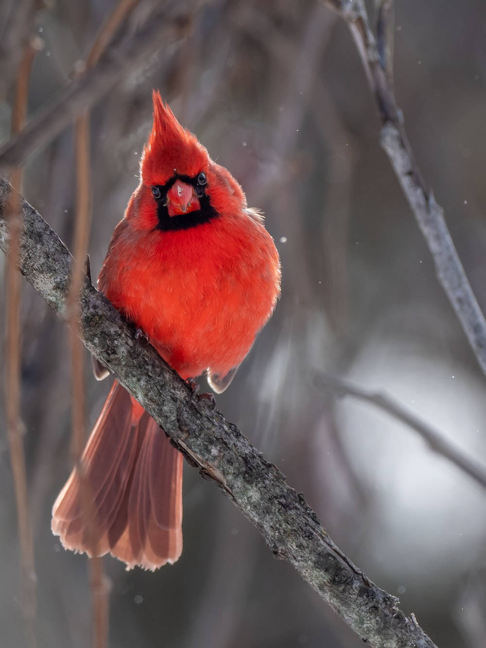 chubby cardinal, male cardinal, bare branch, HD Phone Wallpaper