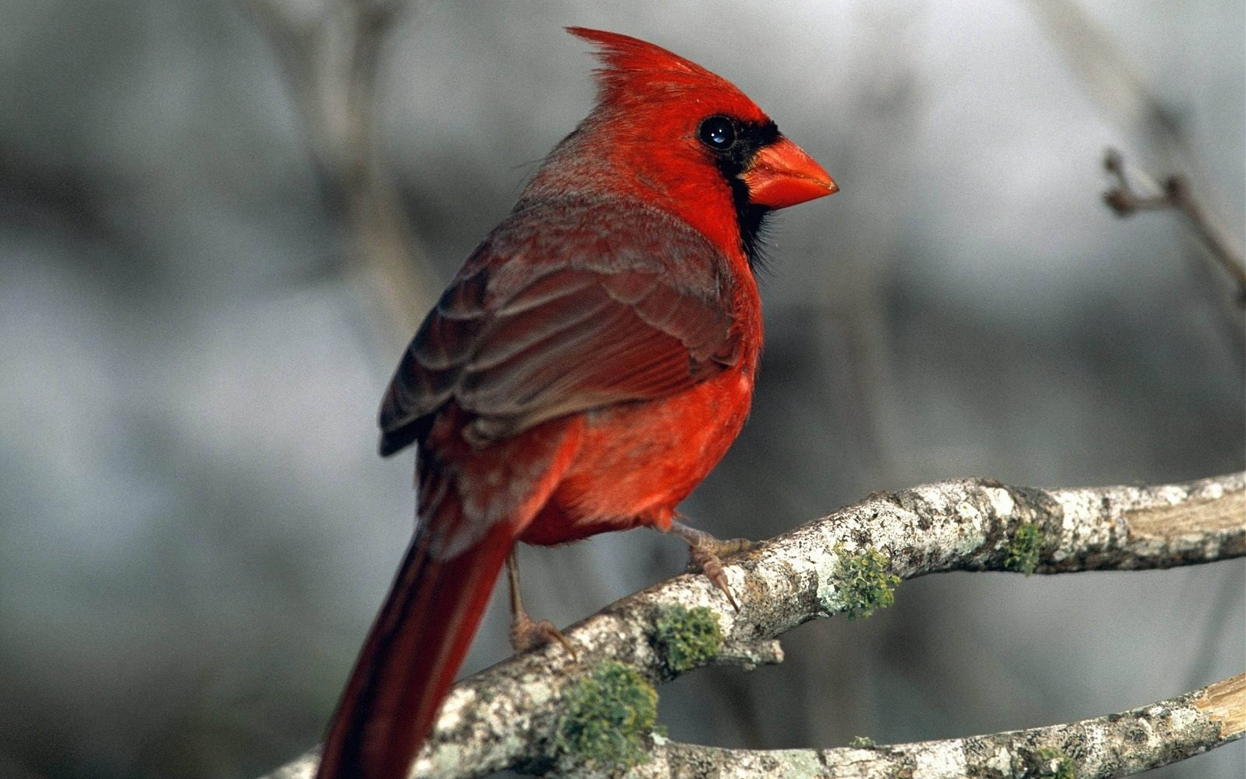cardinal, mossy branch, winter backdrop, 2K Desktop Wallpaper