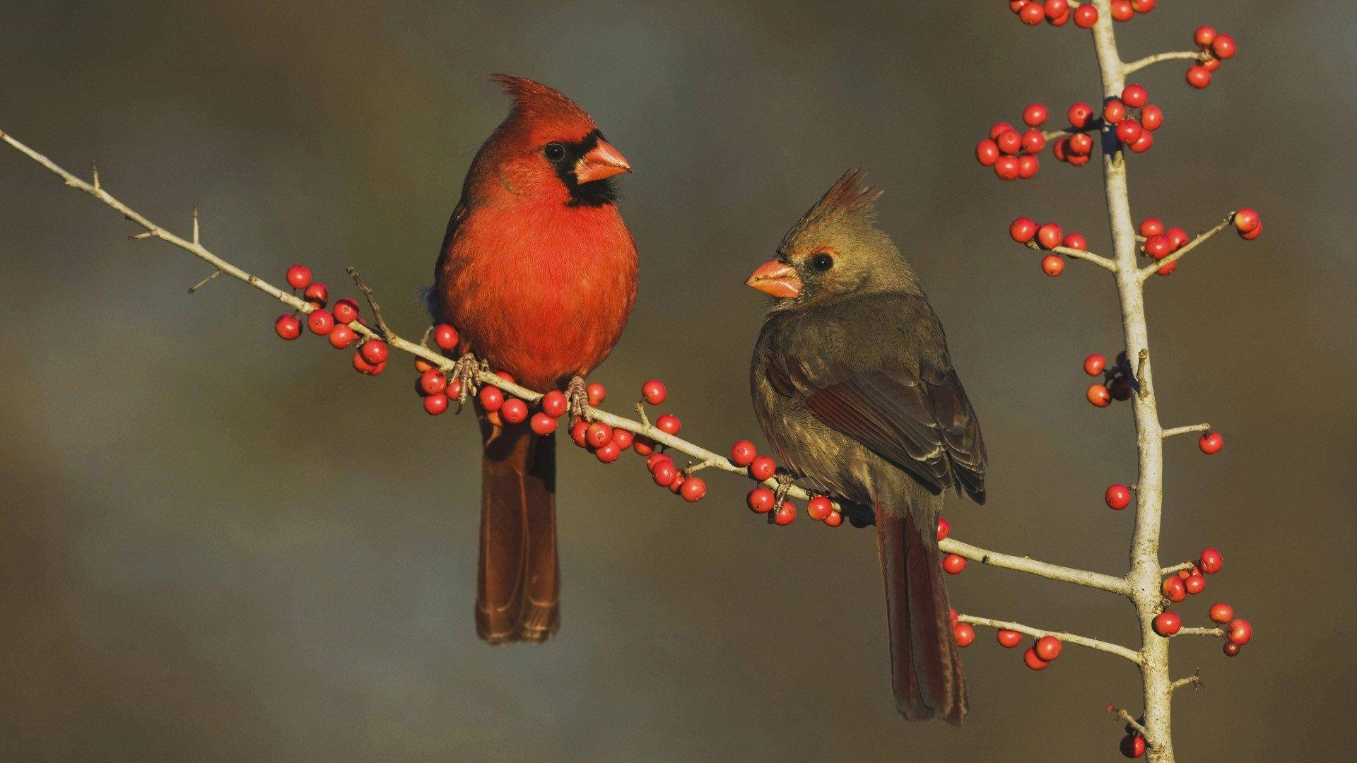 Cardinal, branch, bright red berries, Full HD Desktop Wallpaper