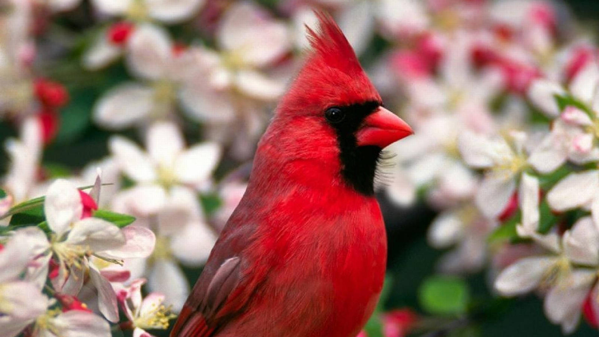cardinal, flowers, white blossoms, Full HD Desktop Wallpaper