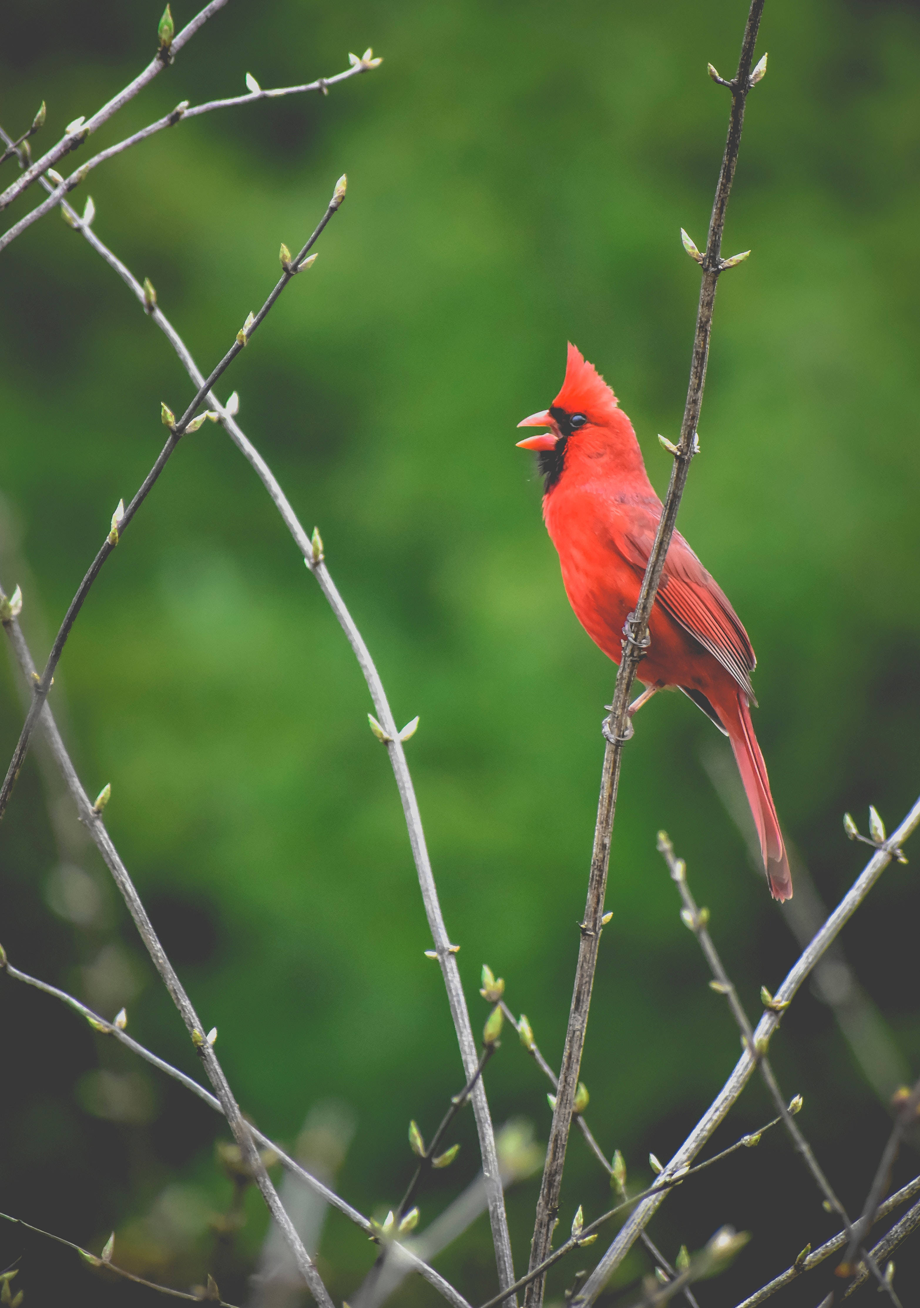 Cardinal, red, bare branches, 4K Phone Wallpaper