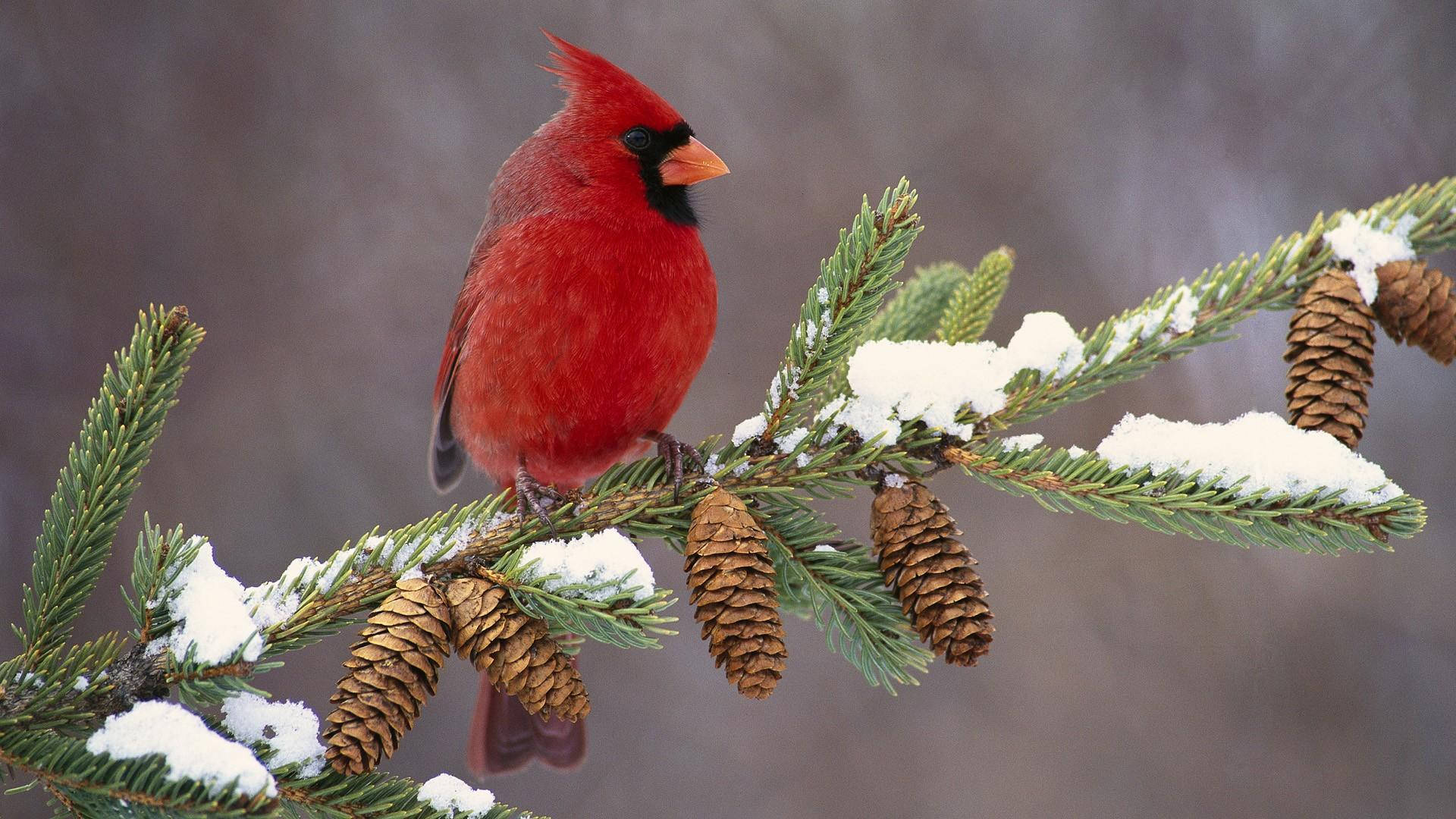 Red Cardinal, pinecones, snow-dusted pine branch, Full HD Desktop Wallpaper