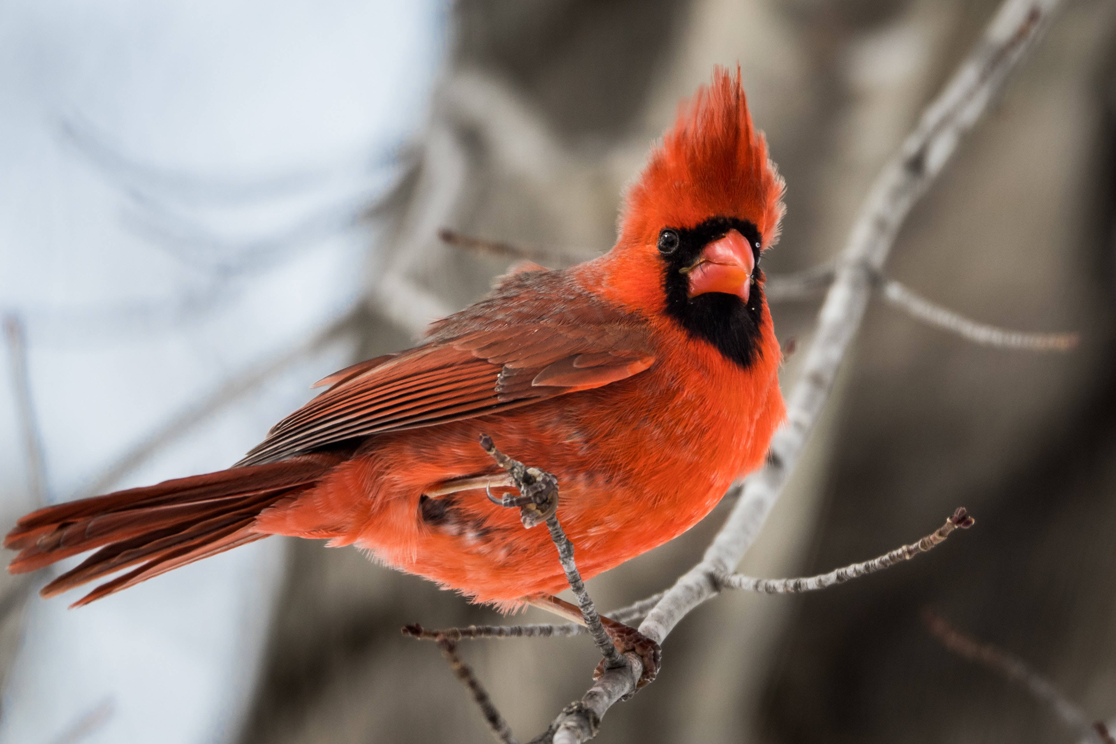 Cardinal, branch, winter, 4K Desktop Wallpaper