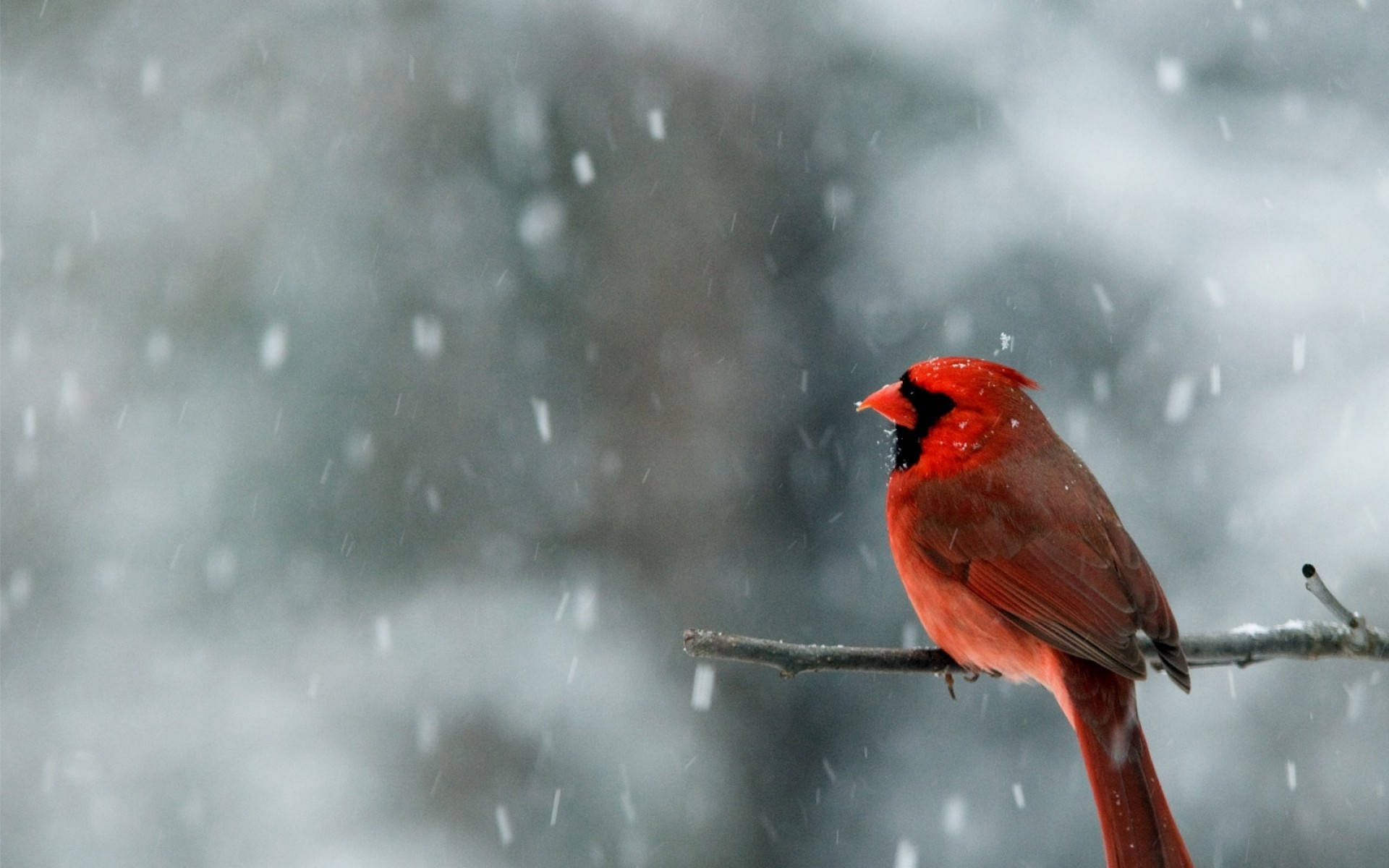 Cardinal, snow-dusted branch, snowflakes, Full HD Desktop Wallpaper