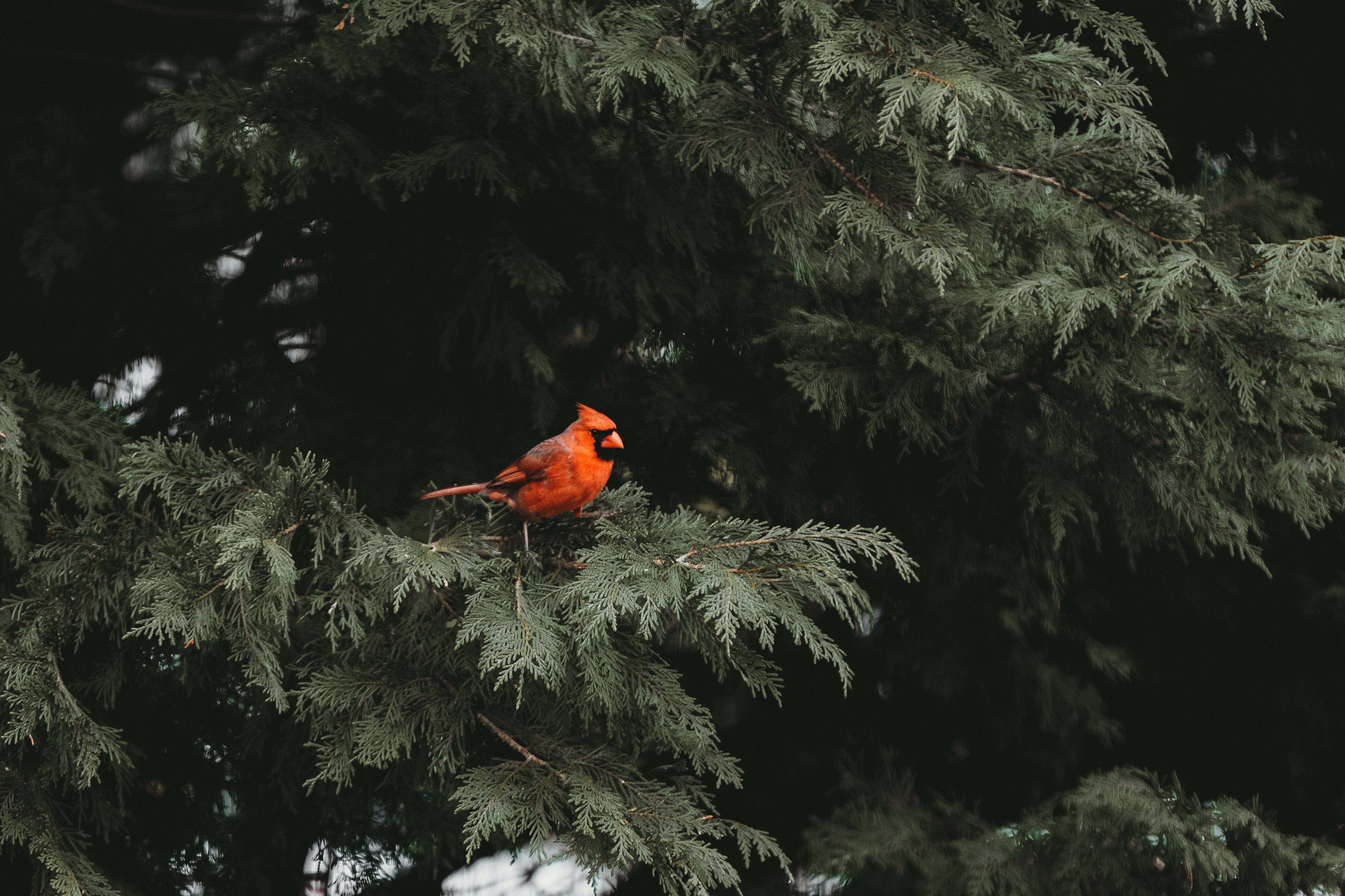 Cardinal, evergreen leaves, dark green evergreen branch, 4K Desktop Wallpaper