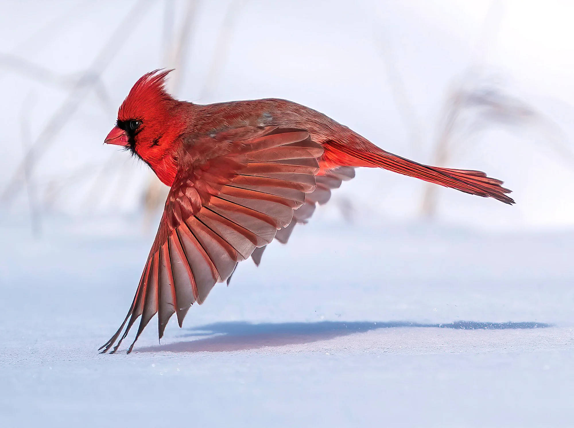 Cardinal, snowy ground, blurred reeds, Full HD Desktop Wallpaper