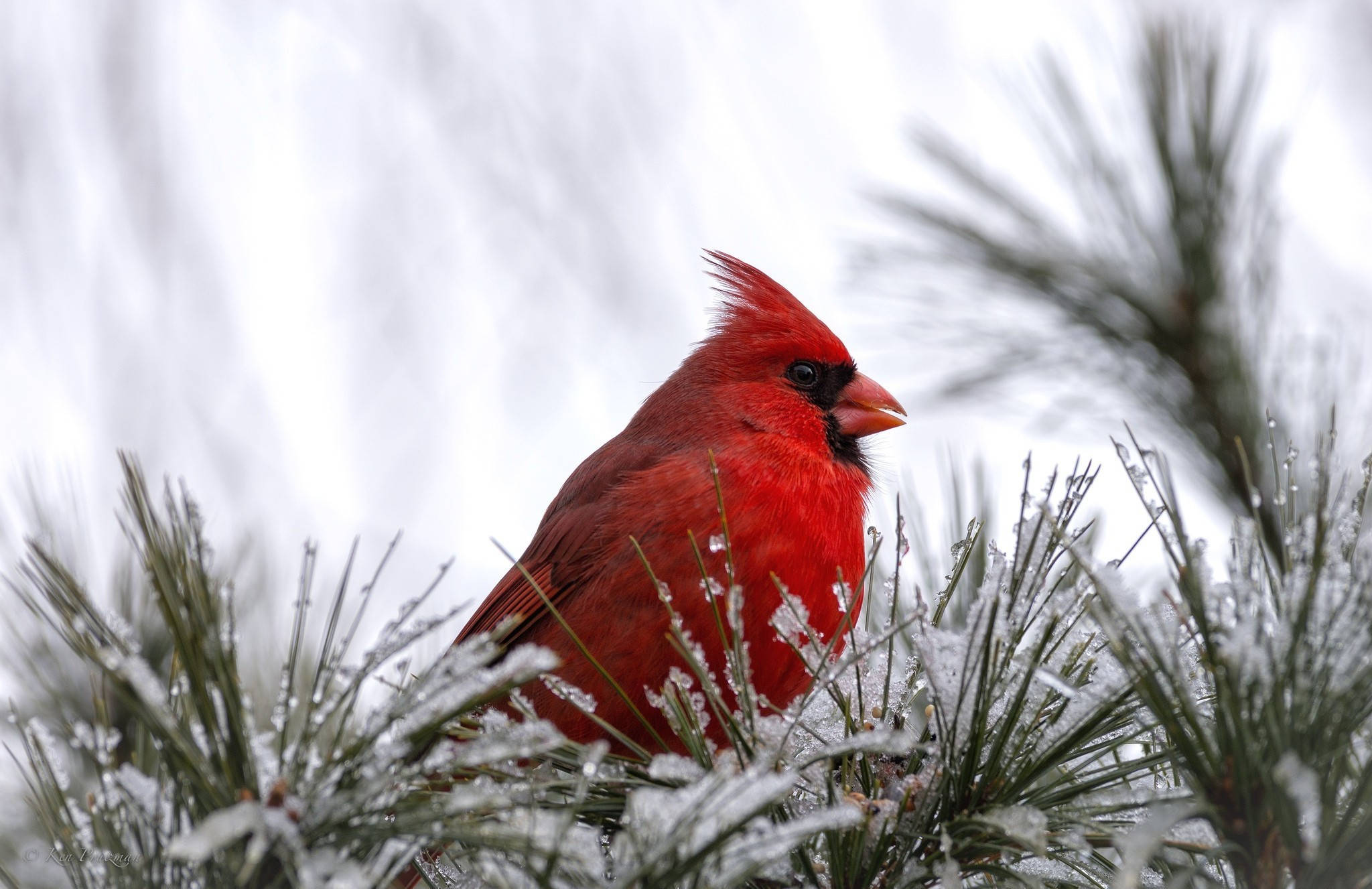 Cardinal, frosted pines, snow-dusted pine needles, Full HD Desktop Wallpaper