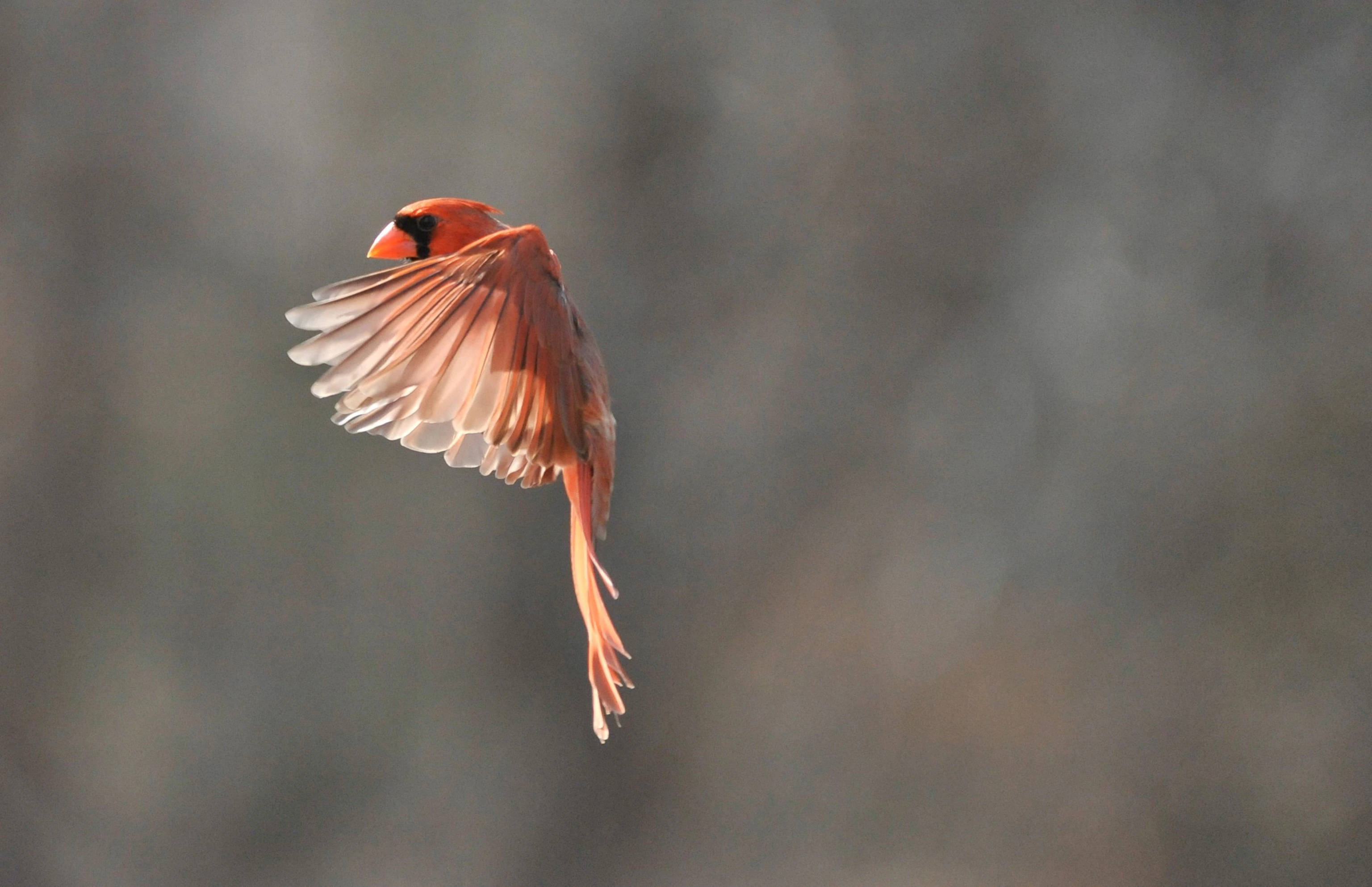 Cardinal, flapping wings, mid-flight, 2K Desktop Wallpaper