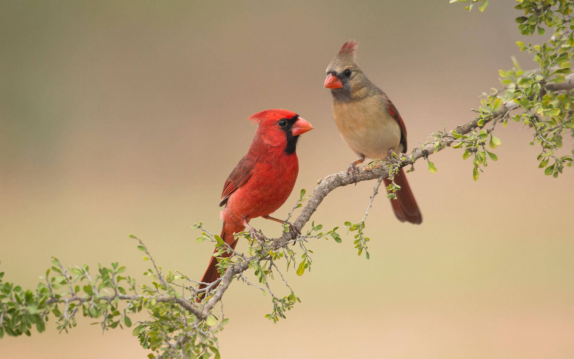 Cardinal, male cardinal, female cardinal, Full HD Desktop Wallpaper
