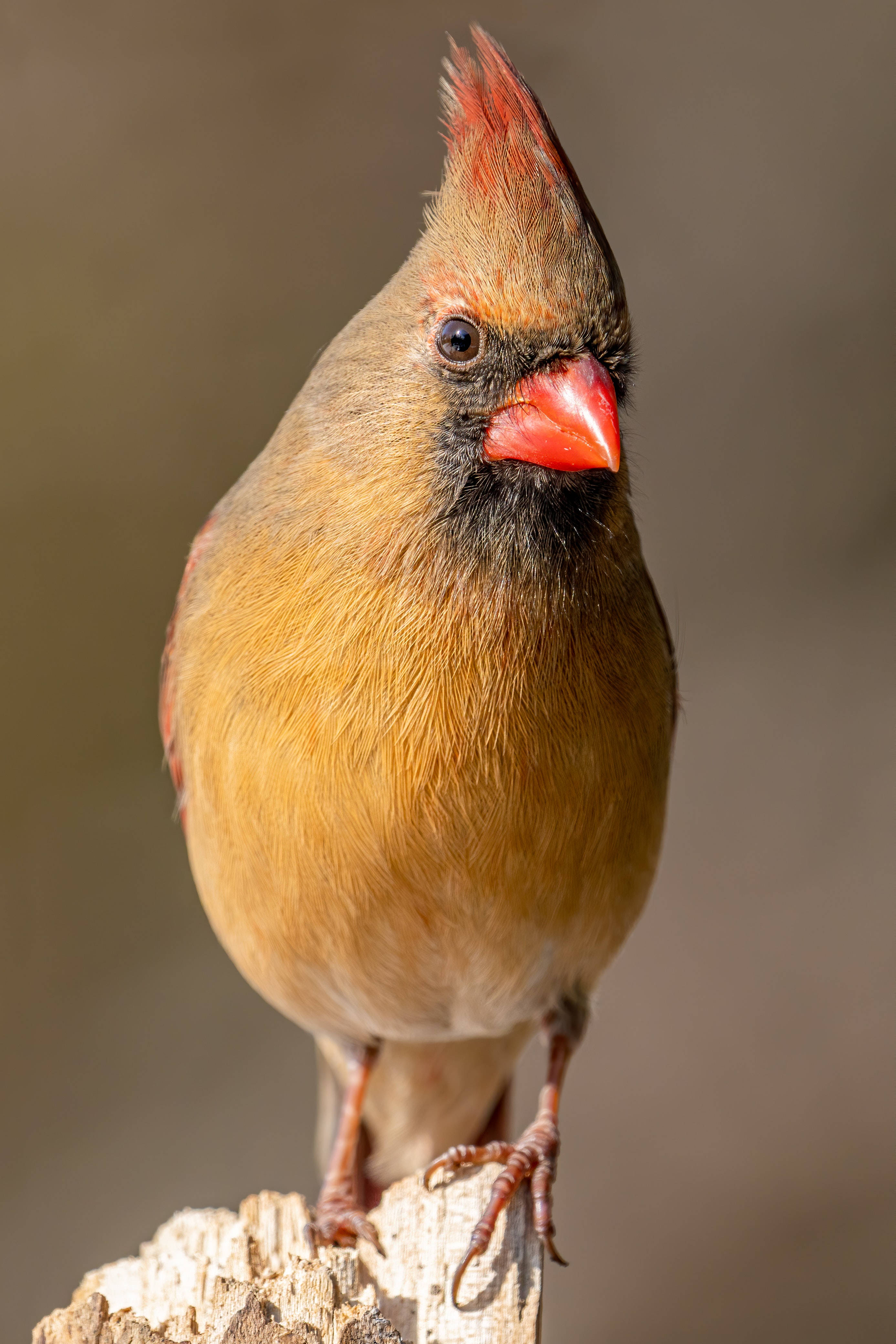 female cardinal, brown feathers, red beak, 4K Phone Wallpaper
