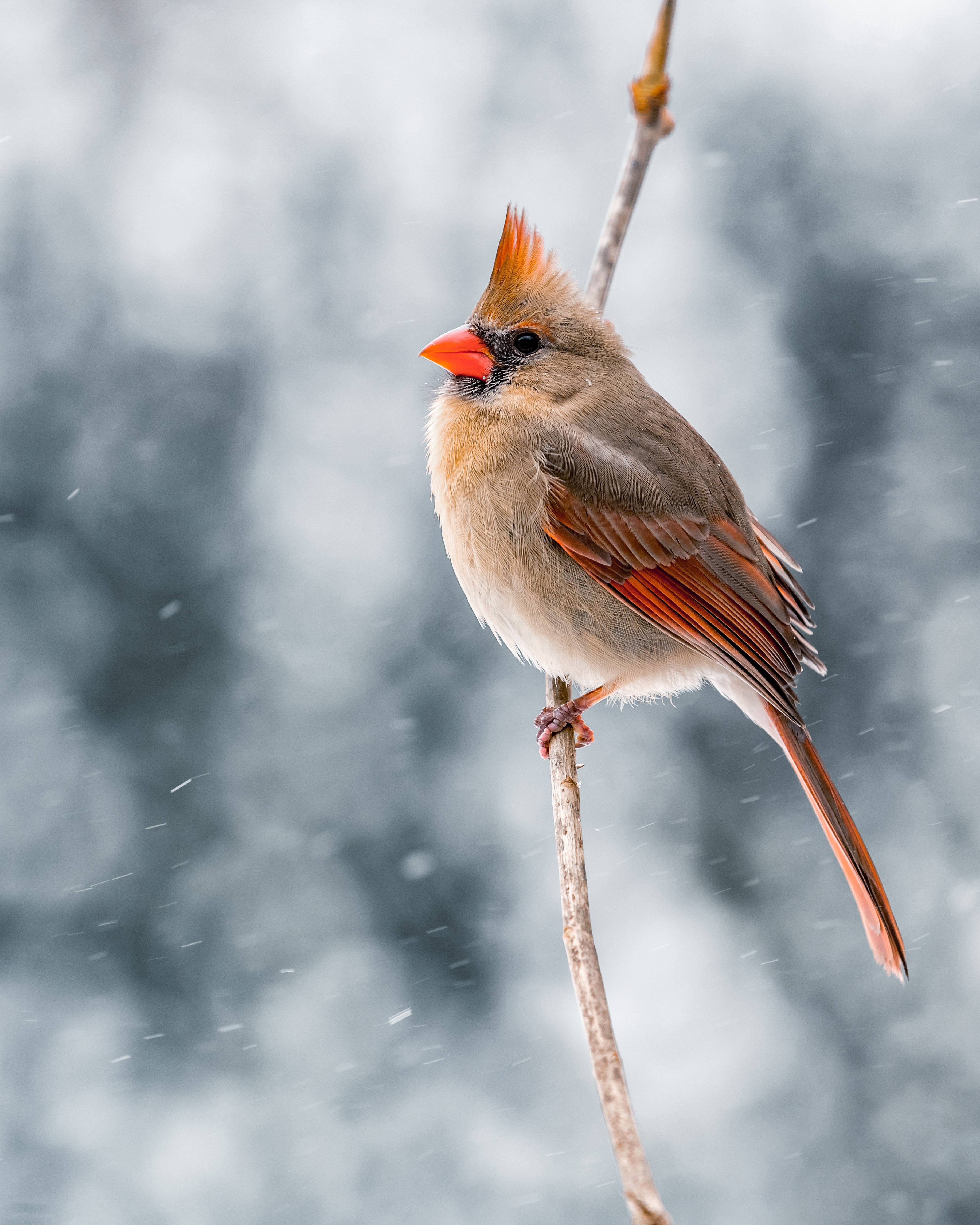 female cardinal, winter, bare branch, 4K Phone Wallpaper