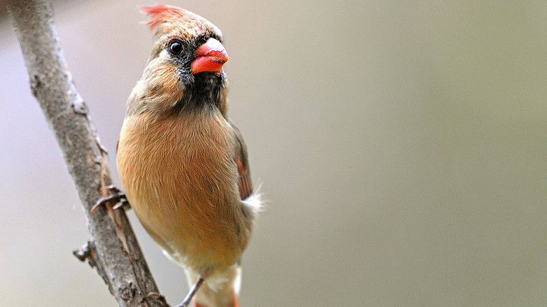 female cardinal, bare branch, reddish crest, Full HD Desktop Wallpaper