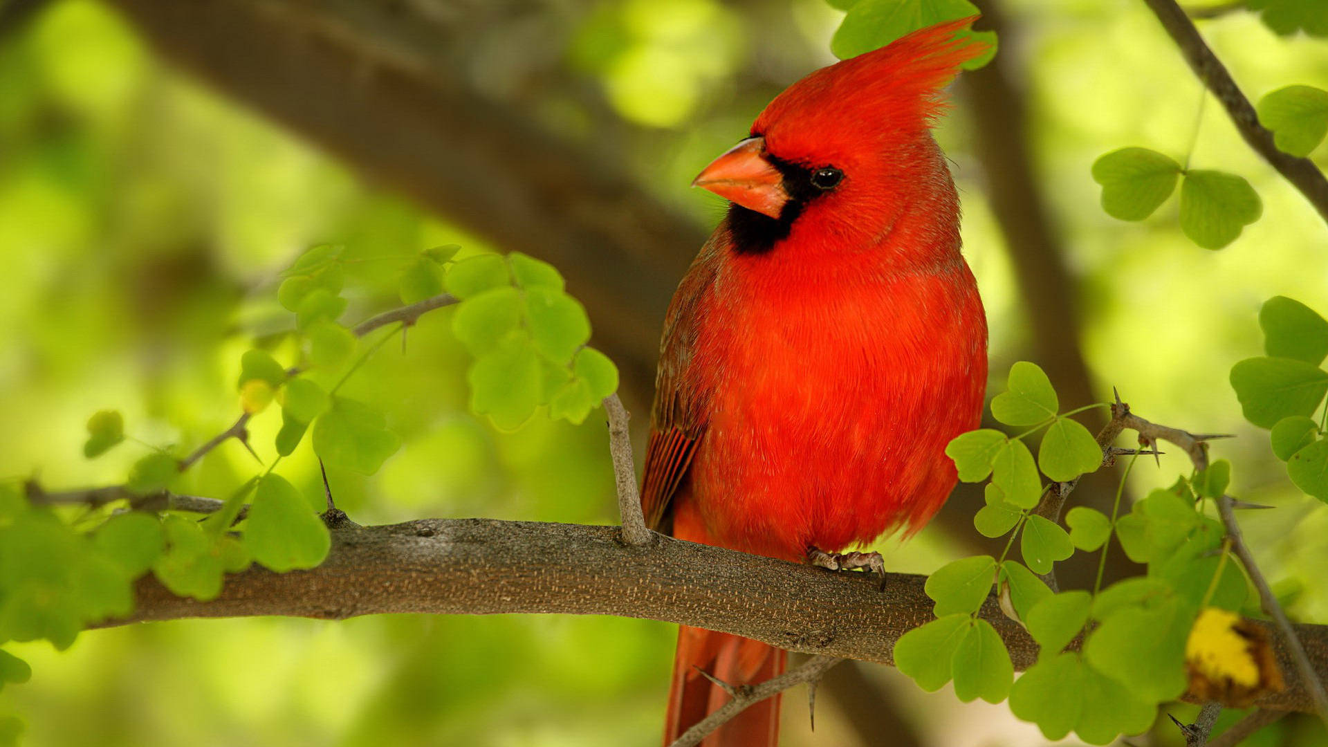 Cardinal, tree branch, bright green foliage, Full HD Desktop Wallpaper