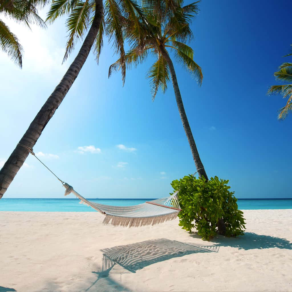 Caribbean beach, white hammock, palm trees, SD Desktop Wallpaper