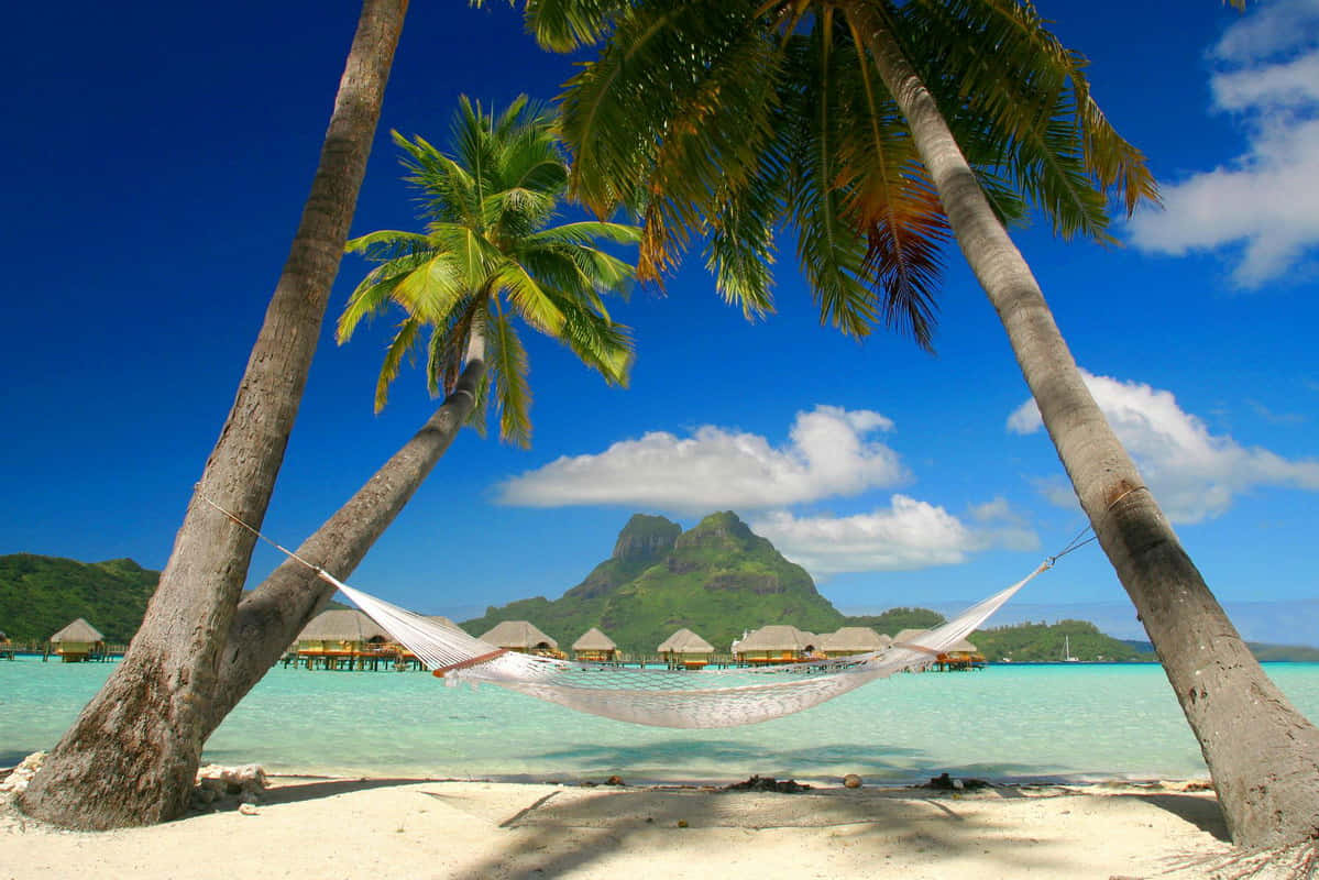 Caribbean Beach, white hammock, palm trees, SD Desktop Wallpaper