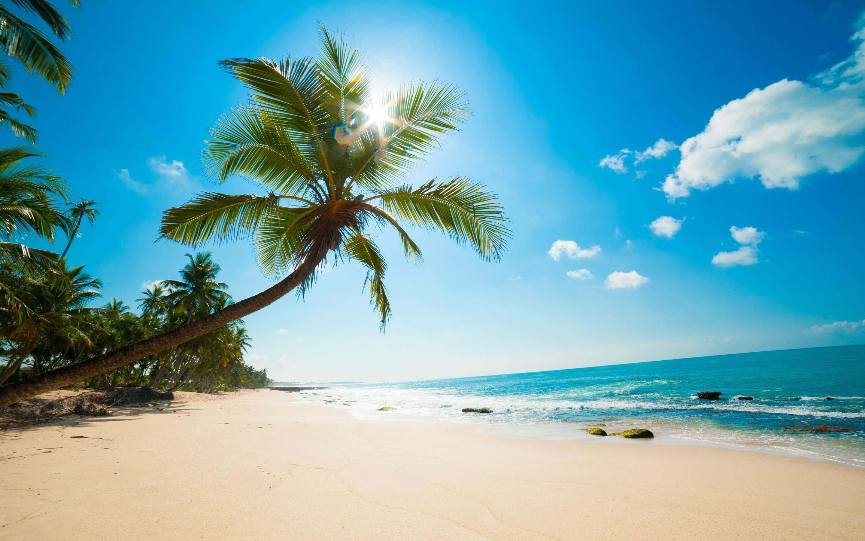 Caribbean Beach, palm tree, sandy beach, 2K Desktop Wallpaper