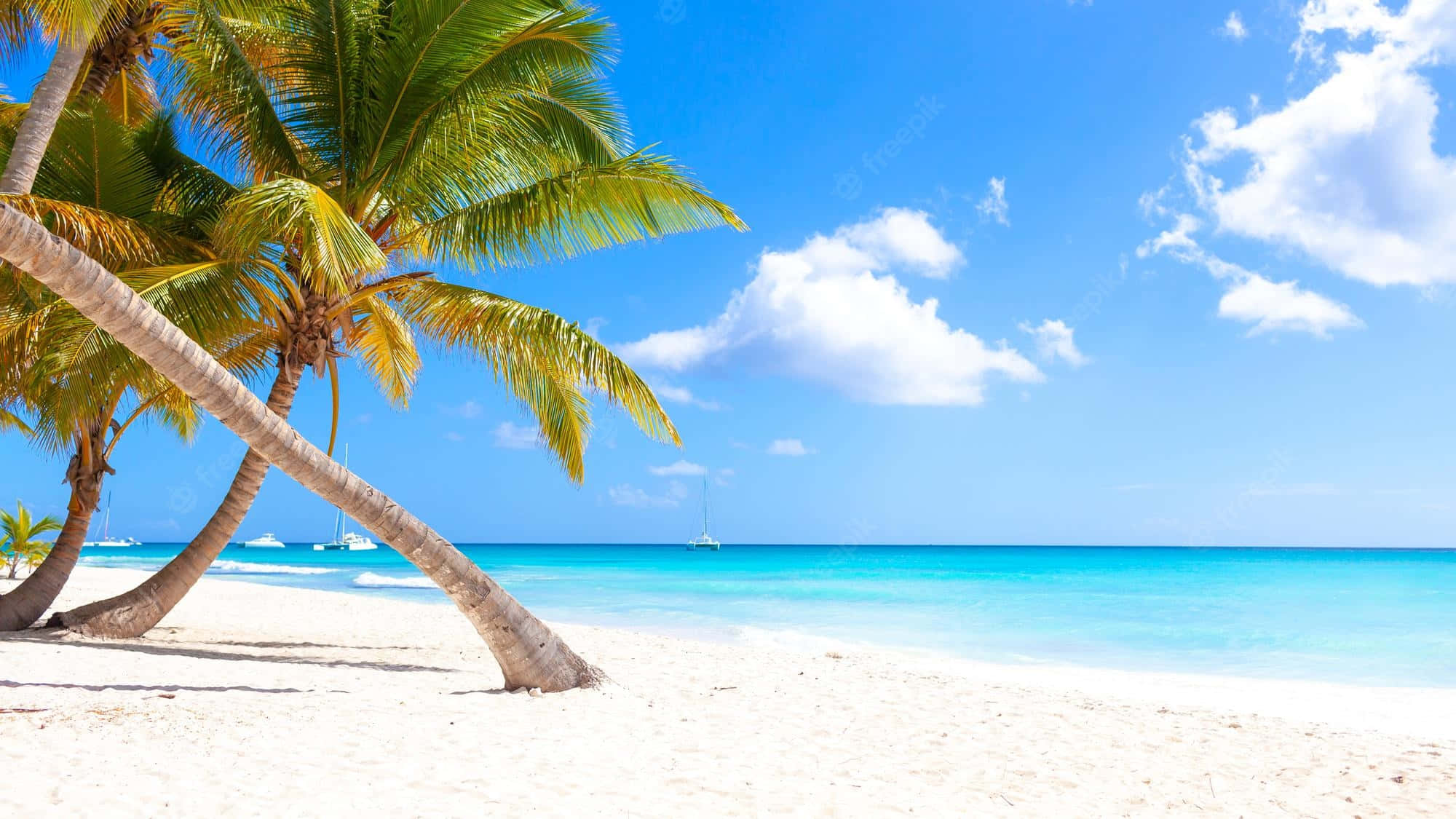 Caribbean Beach, tropical paradise, leaning palm trees, Full HD Desktop Wallpaper
