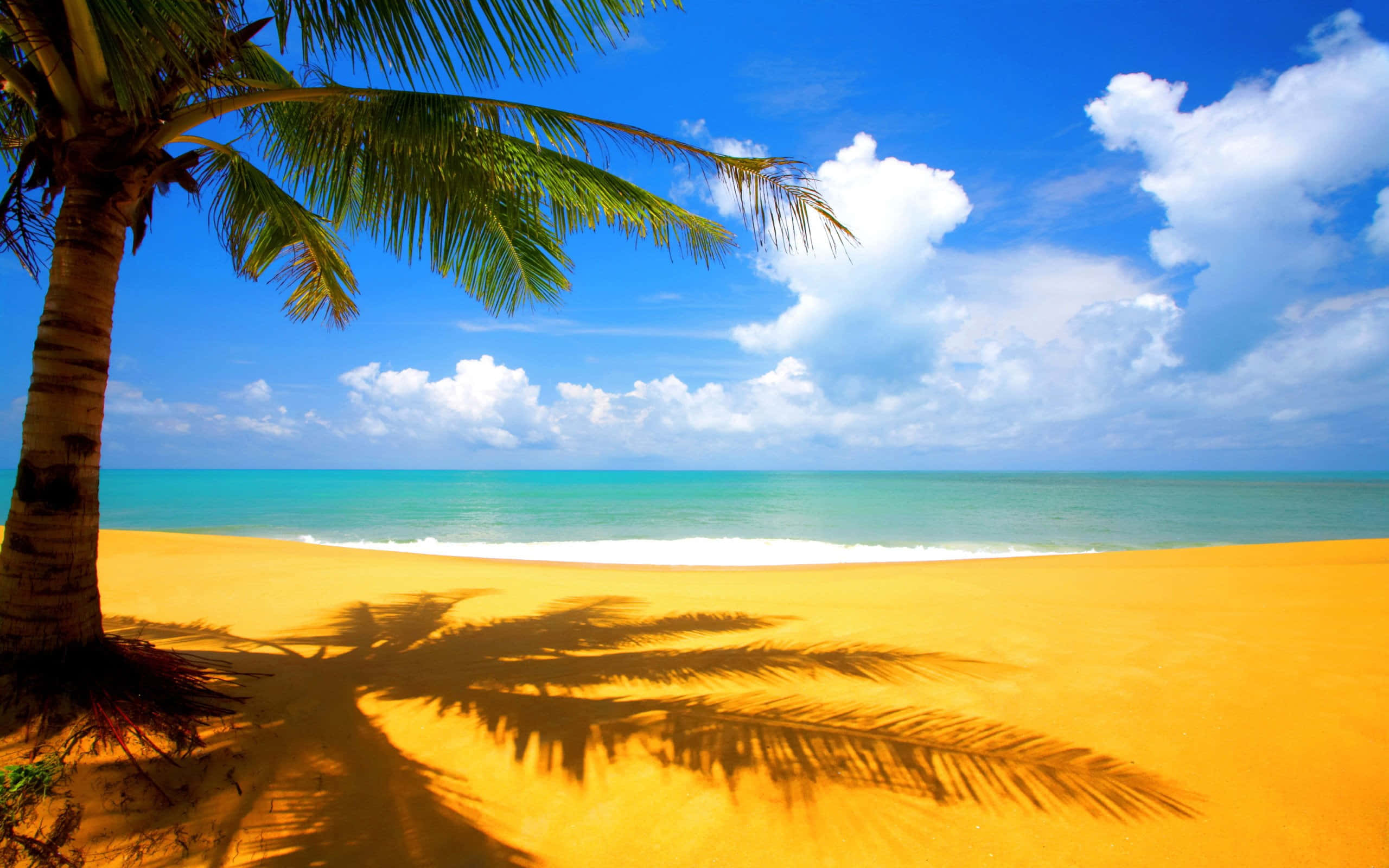 Caribbean Beach, palm tree, golden sand, 2K Desktop Wallpaper