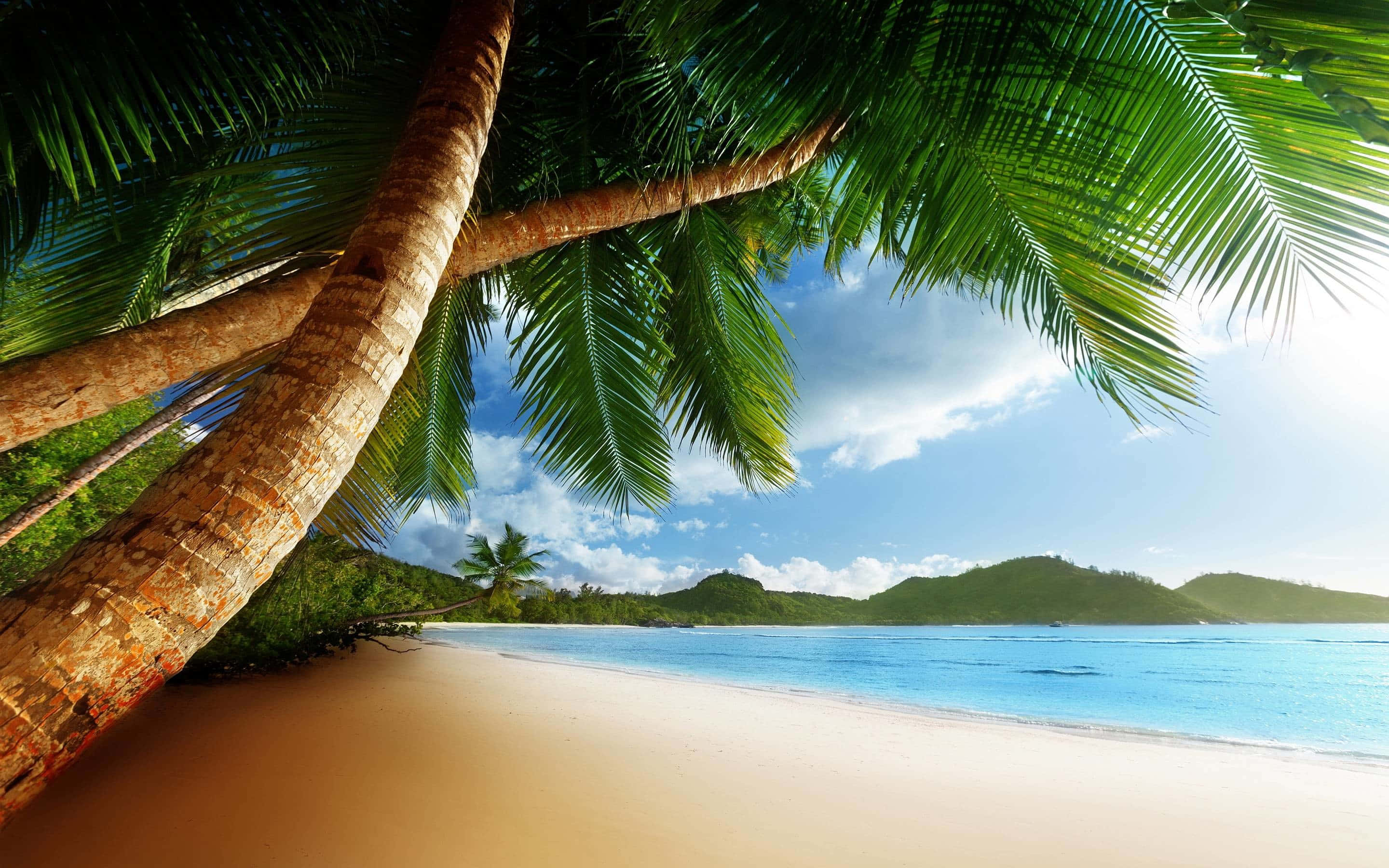 Caribbean Beach, palm trees, golden sand, 2K Desktop Wallpaper