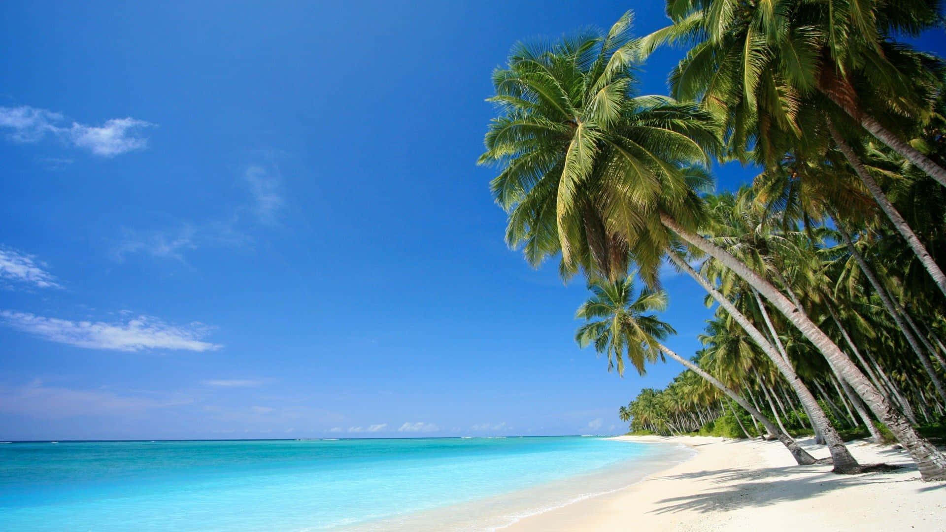 Caribbean Beach, palm trees, blue water, Full HD Desktop Wallpaper
