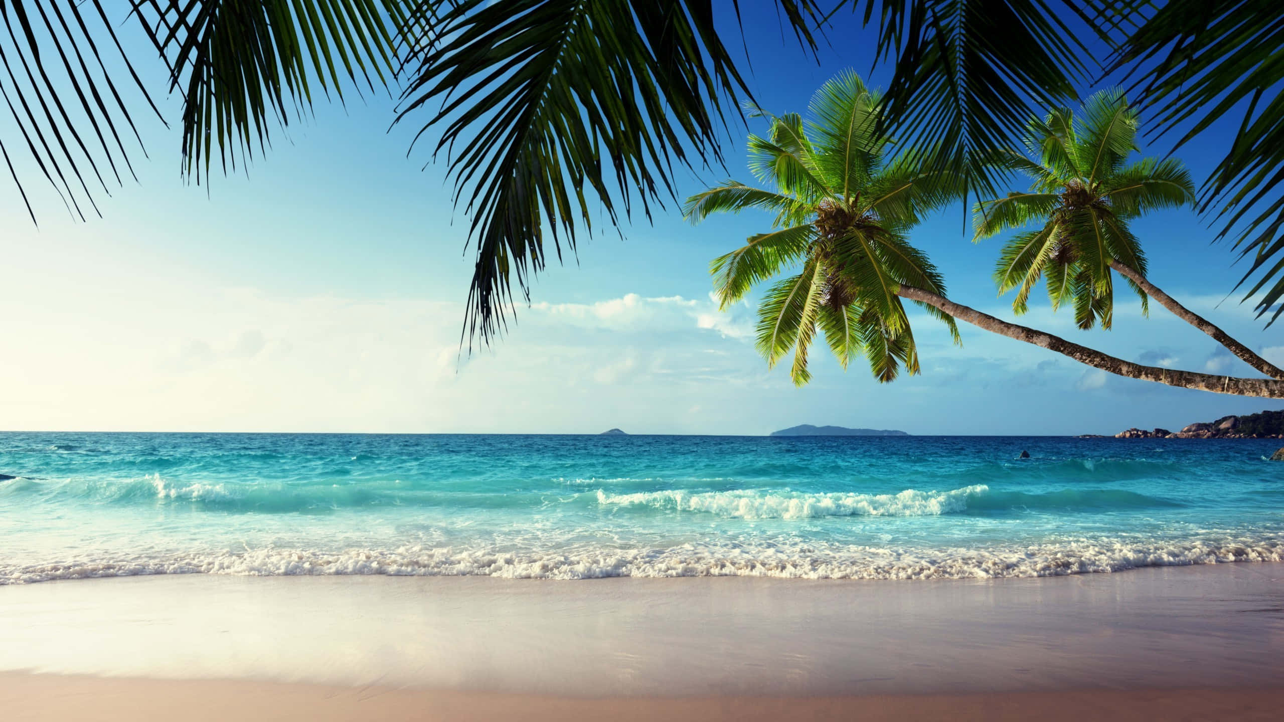 Caribbean Beach, palm trees, turquoise waves, 2K Desktop Wallpaper