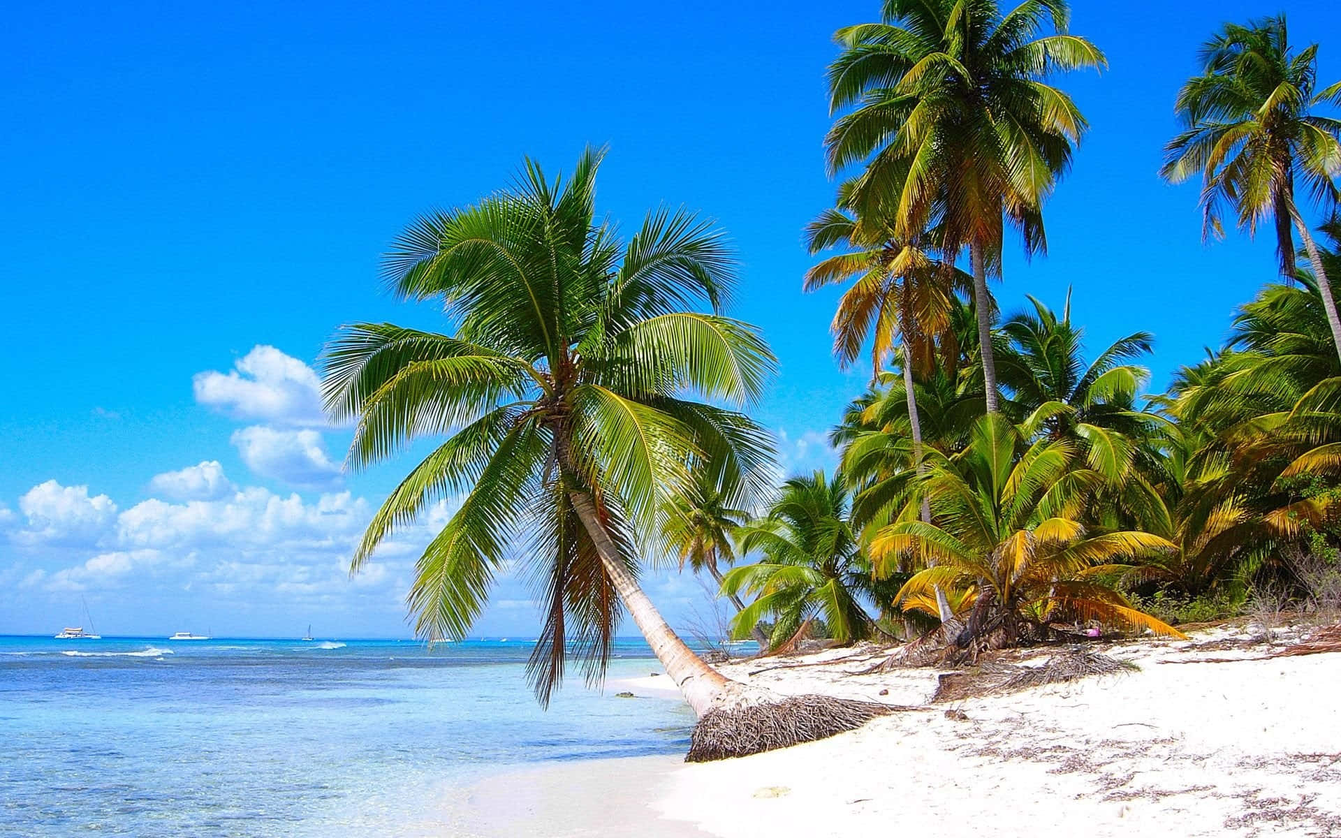 tropical beach, white sand, palm trees, Full HD Desktop Wallpaper