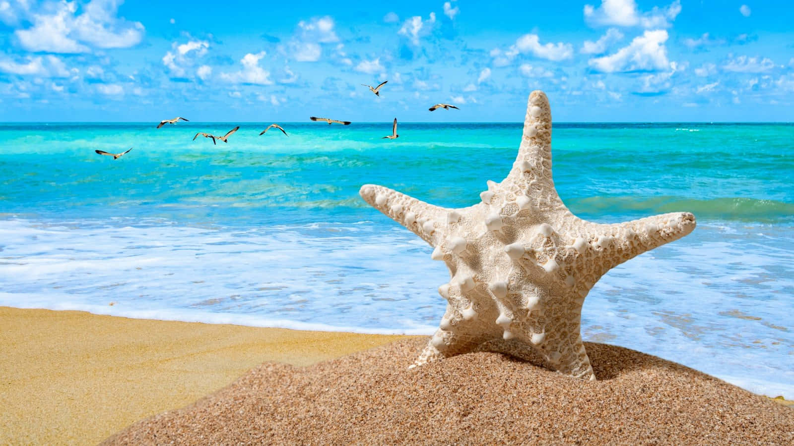 starfish, tropical beach, Caribbean, HD Desktop Wallpaper