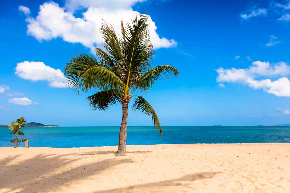 Caribbean Island, palm tree, golden sand, SD Desktop Wallpaper