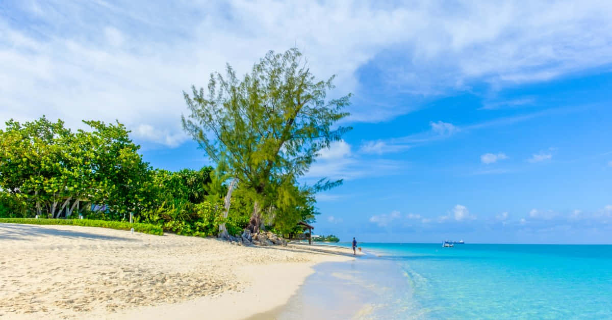 Caribbean Island, white sand beach, lush green trees, SD Desktop Wallpaper