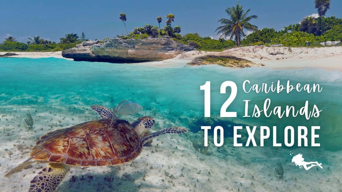 Caribbean Island, sea turtle, turquoise waters, SD Desktop Wallpaper