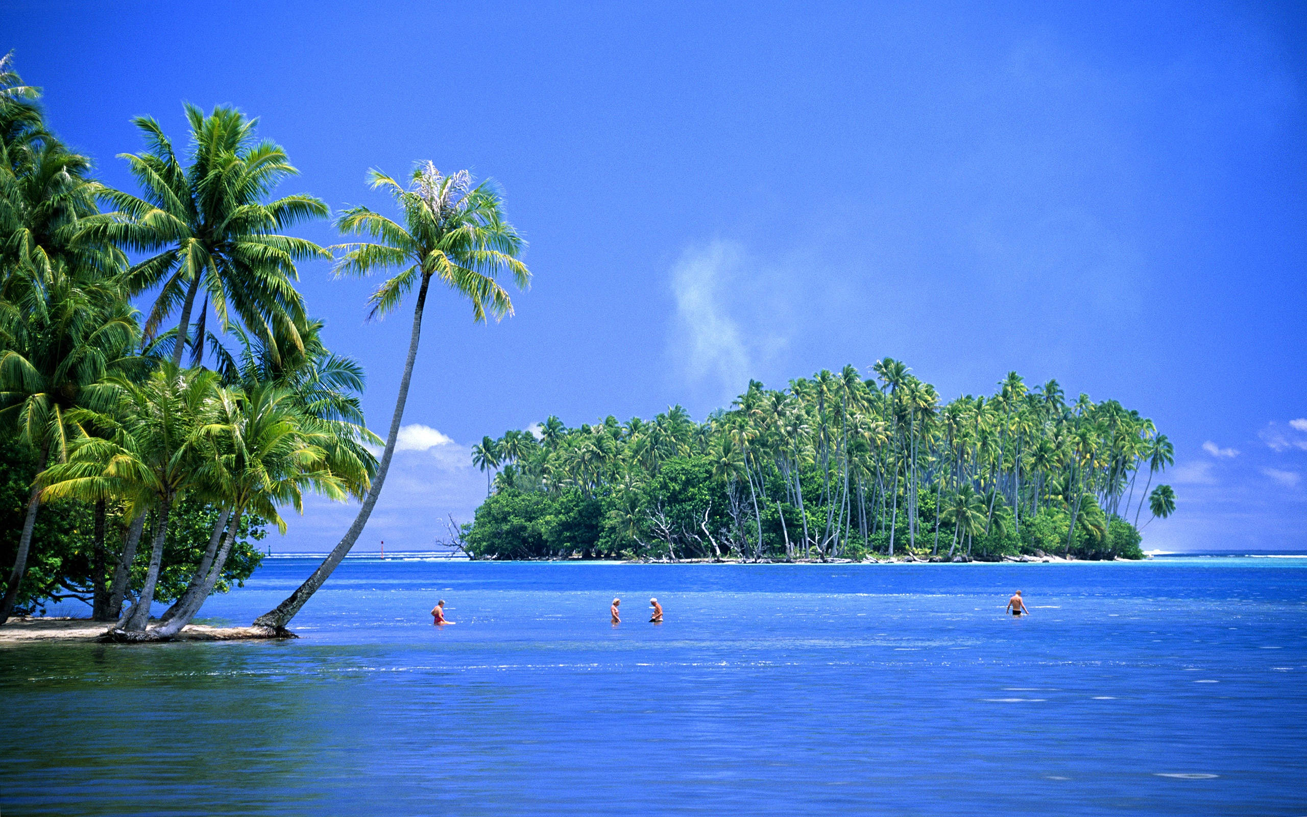 Caribbean, palm trees, turquoise waters, 2K Desktop Wallpaper