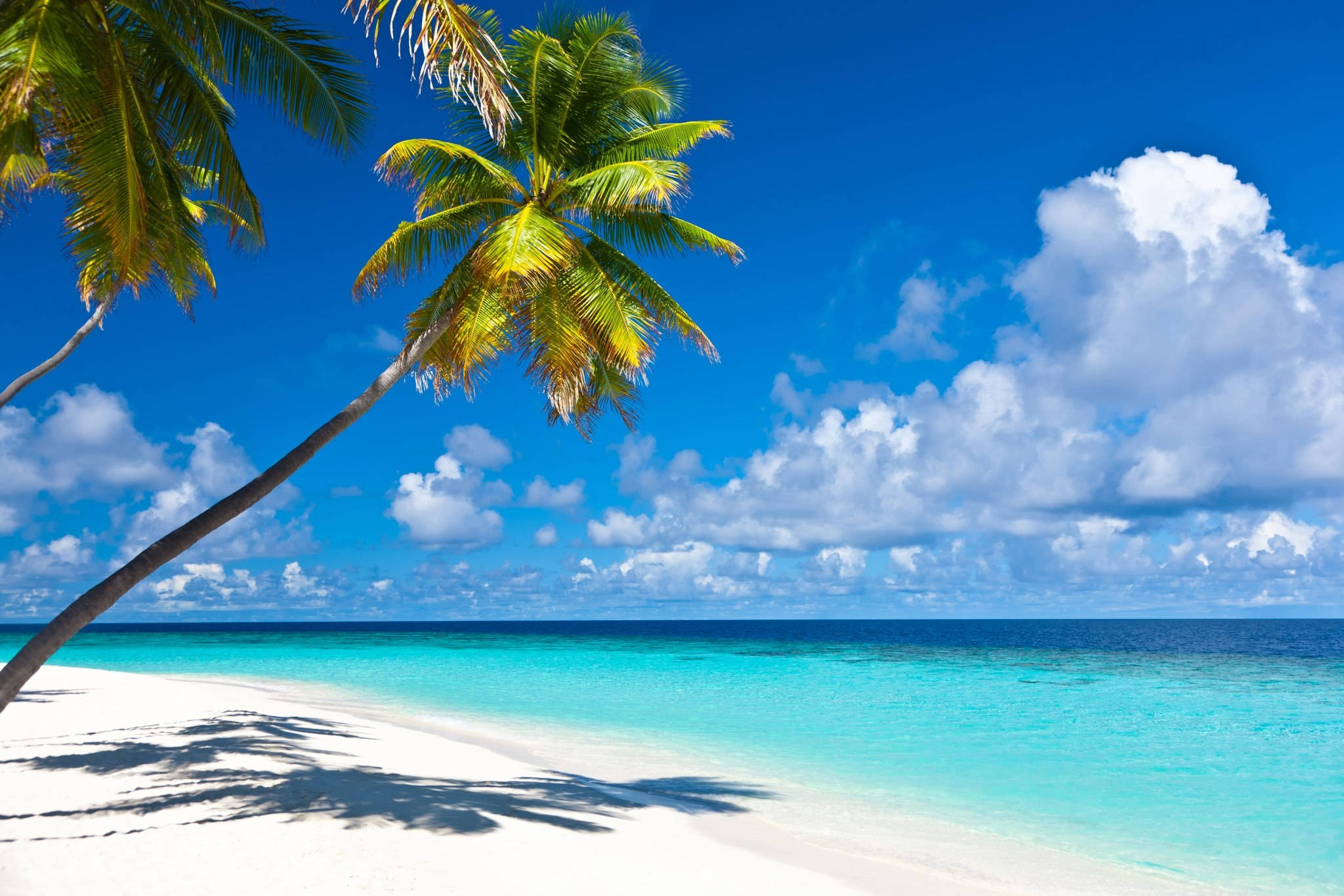 Caribbean, palm tree, white sand, Full HD Desktop Wallpaper