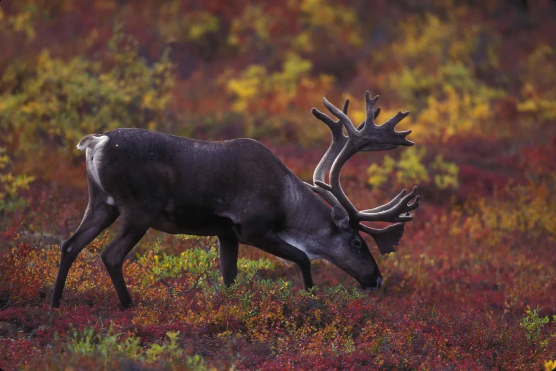 Caribou