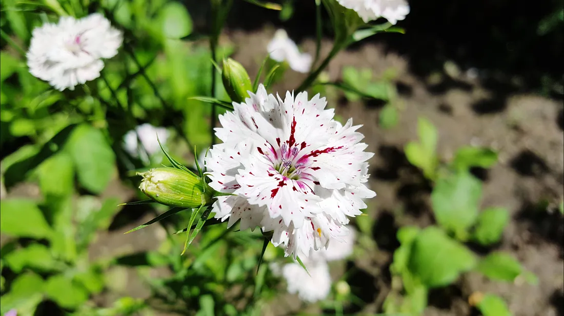 Carnation