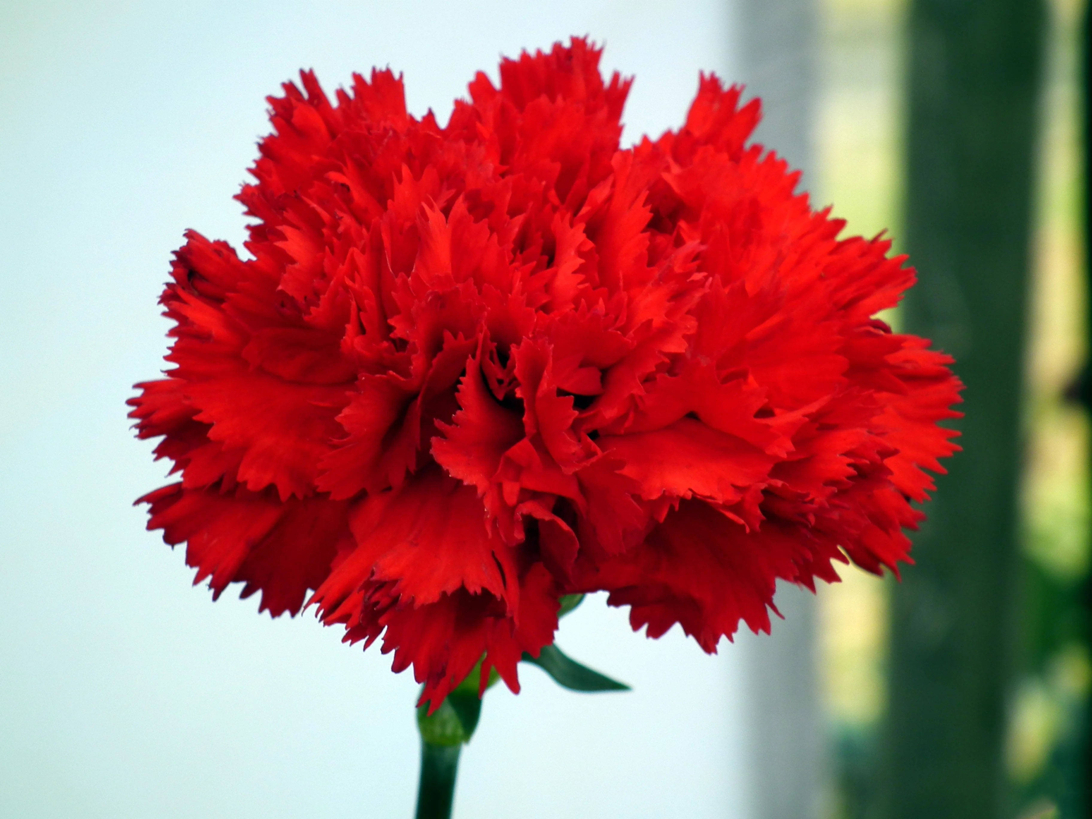 scarlet red carnation, ruffled petals, soft focus, 2K Desktop Wallpaper