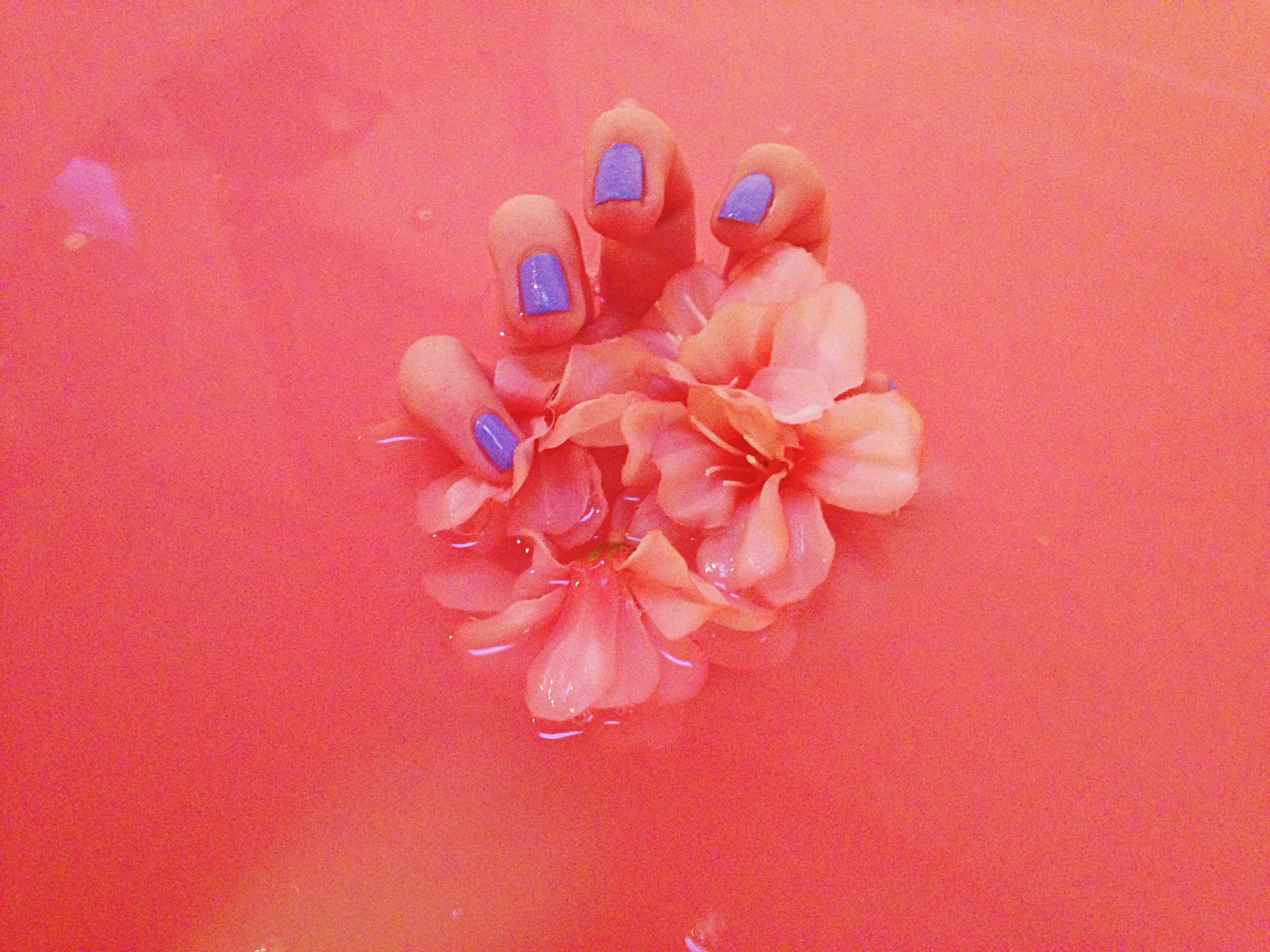 Carnation, pastel red, blue nails, 2K Desktop Wallpaper