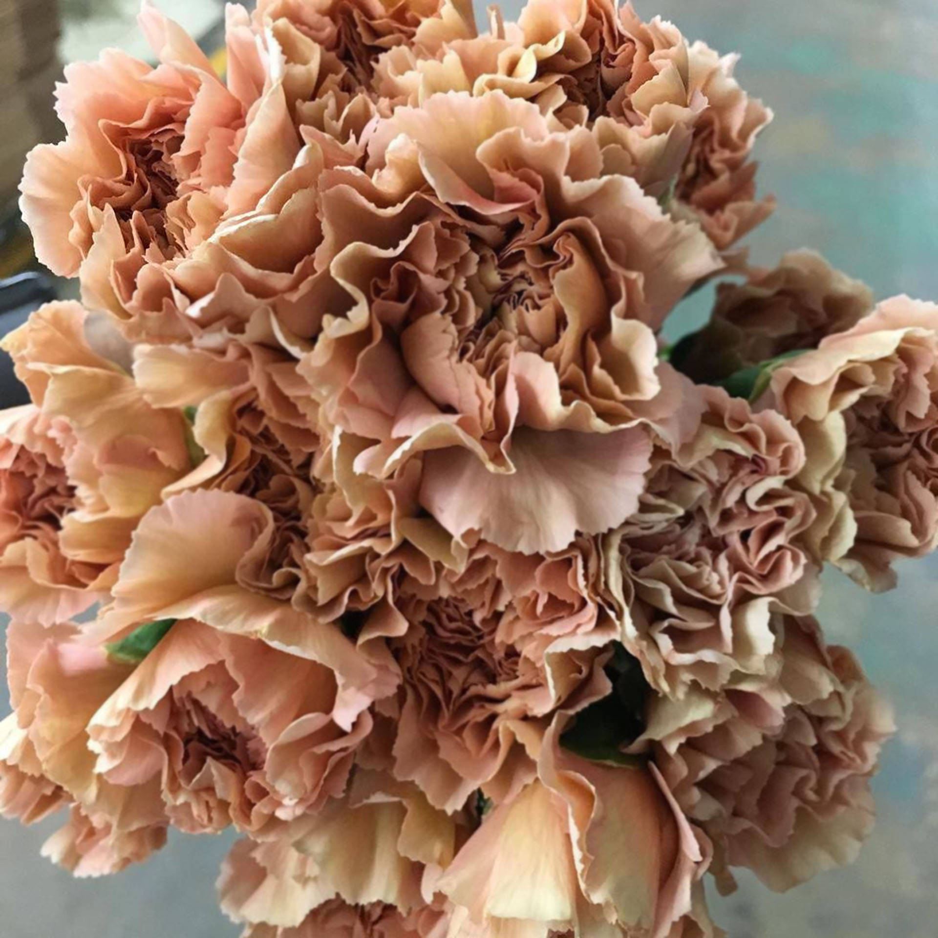 ruffled terracotta carnations, peach carnations, soft gradients, Full HD Desktop Wallpaper