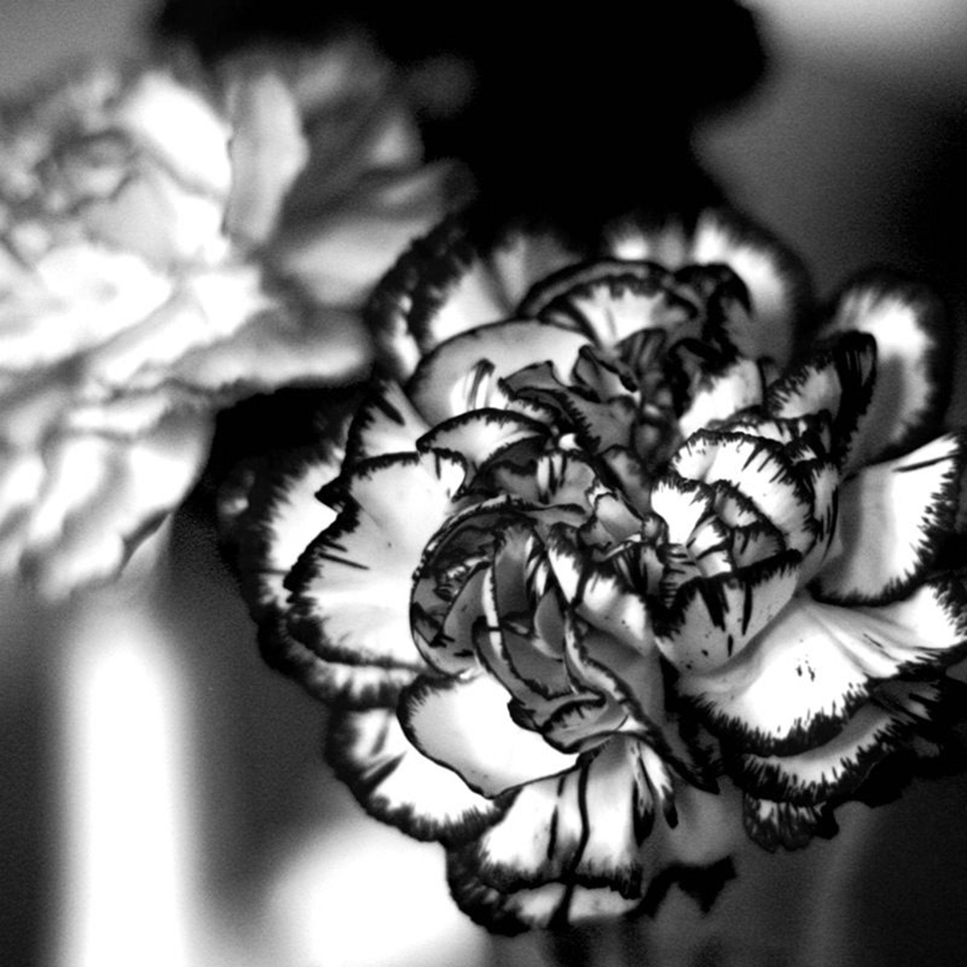 black and white carnation, frilly carnation, bold contrasted petals, Full HD Desktop Wallpaper