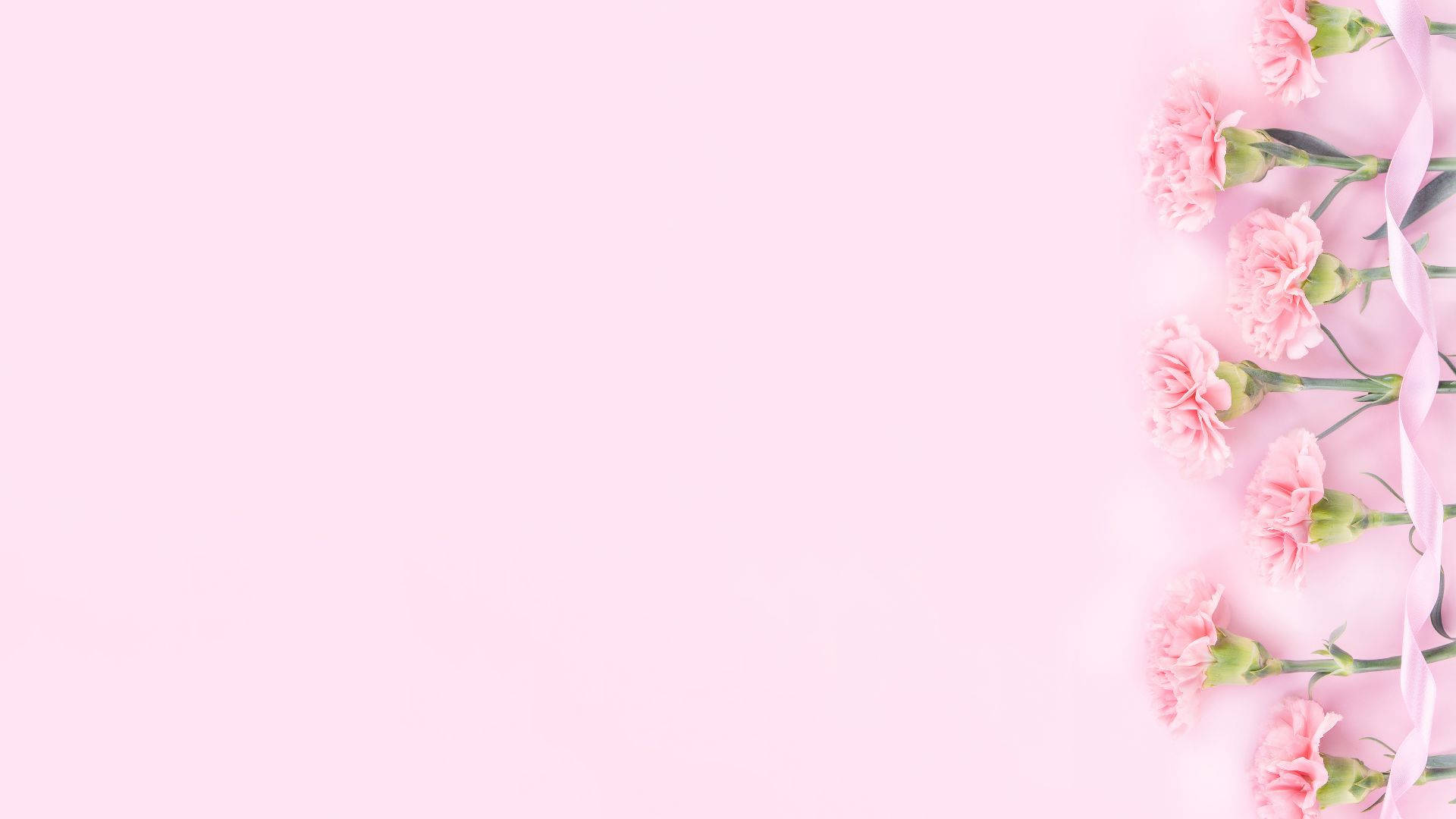 carnation flowers, baby pink surface, pastel pink background, Full HD Desktop Wallpaper