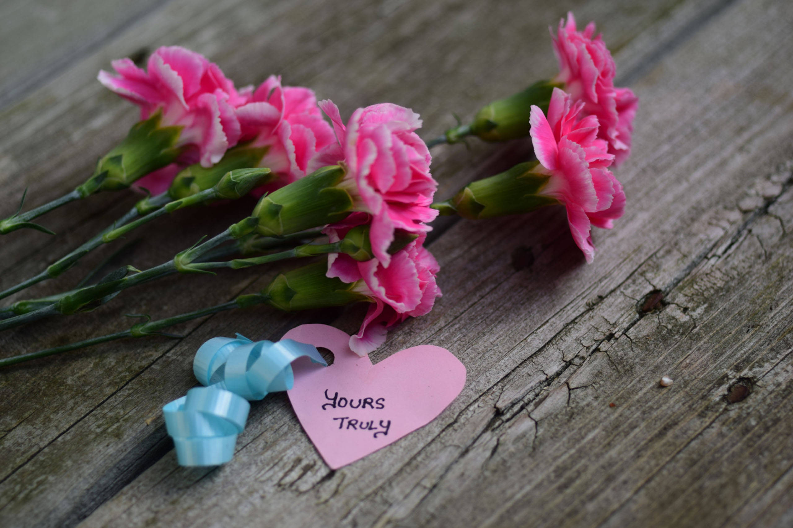 carnation, wooden background, pink carnations, 2K Desktop Wallpaper
