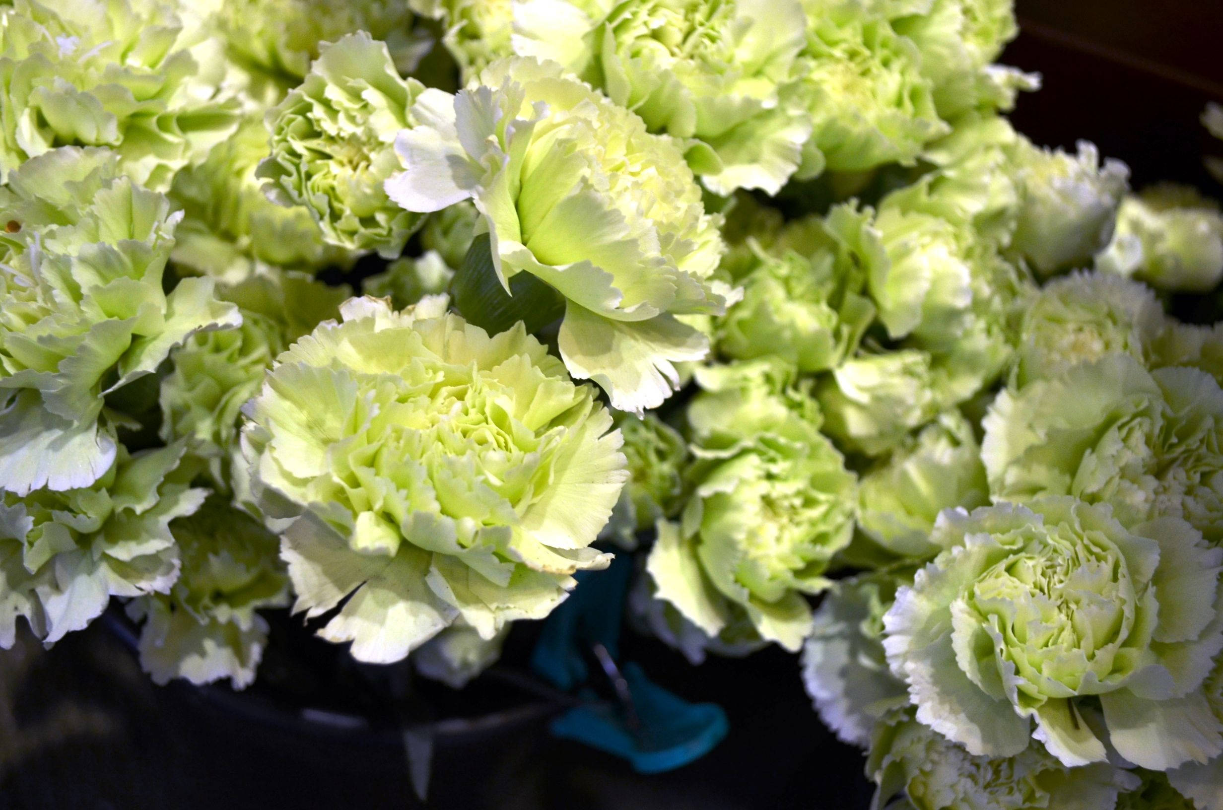 ruffled green carnations, pale green carnations, delicate ruffled petals, Full HD Desktop Wallpaper