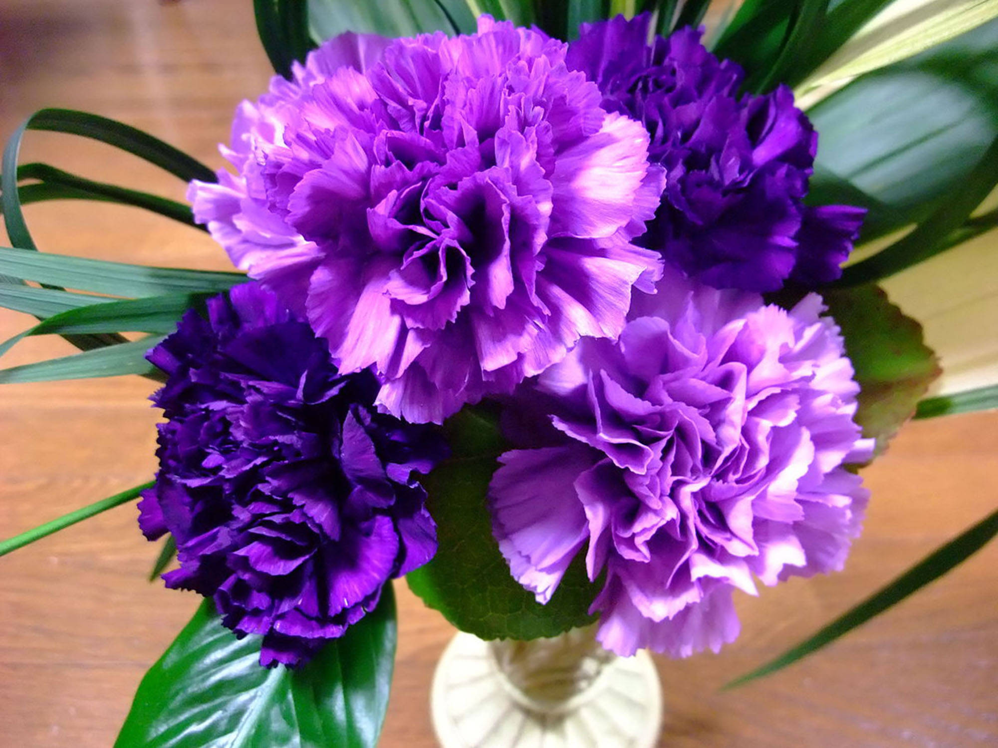 ruffled purple carnations, vibrant purple carnations, ruffled petals, Full HD Desktop Wallpaper