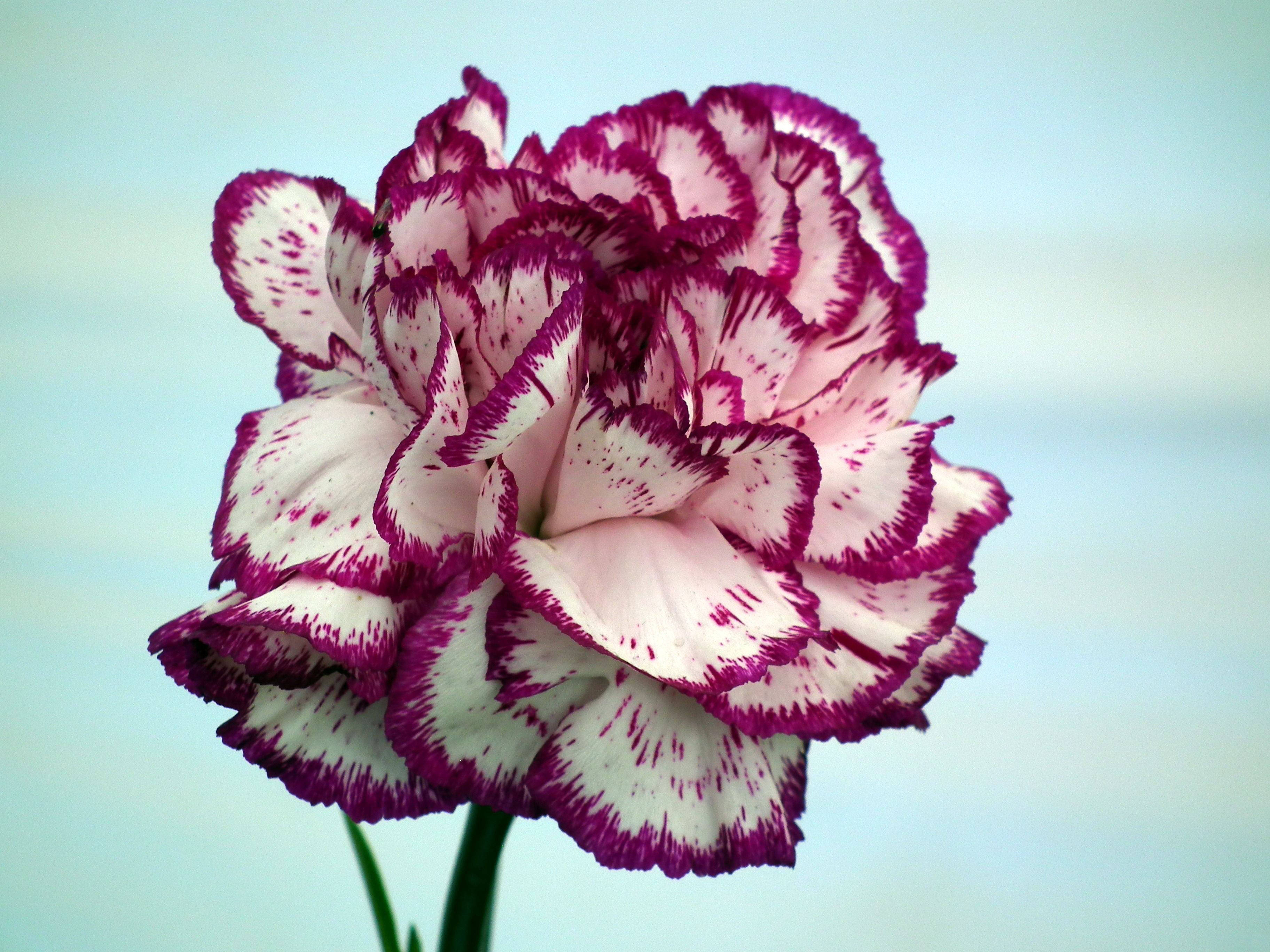 striped carnation flower, white petals, deep magenta edges, 2K Desktop Wallpaper