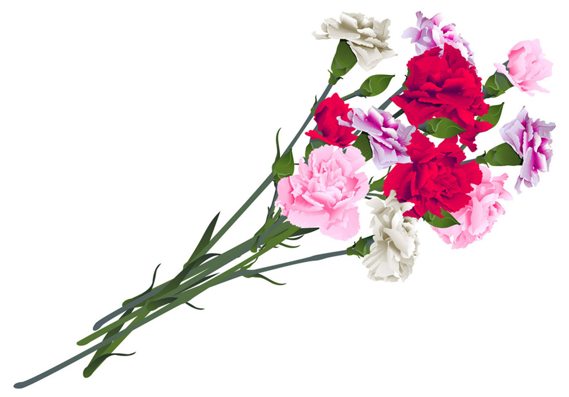 carnation, red pink, white, Full HD Desktop Wallpaper