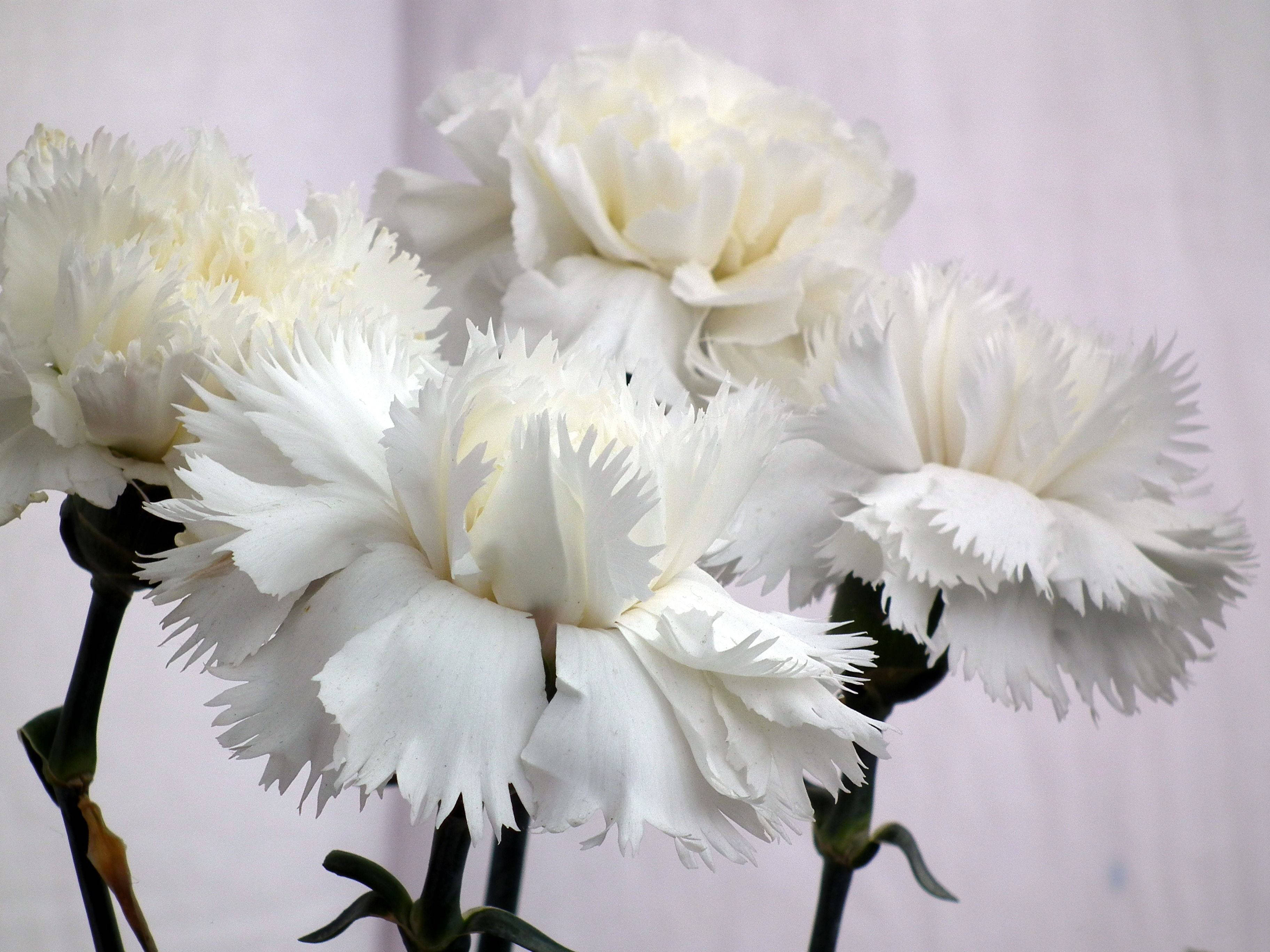 Simple White Carnations, soft white carnations, frilly petals, 2K Desktop Wallpaper