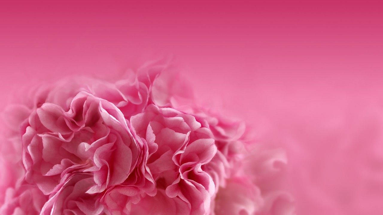 pink carnation, soft pink carnation blooms, gradient pink background, HD Desktop Wallpaper