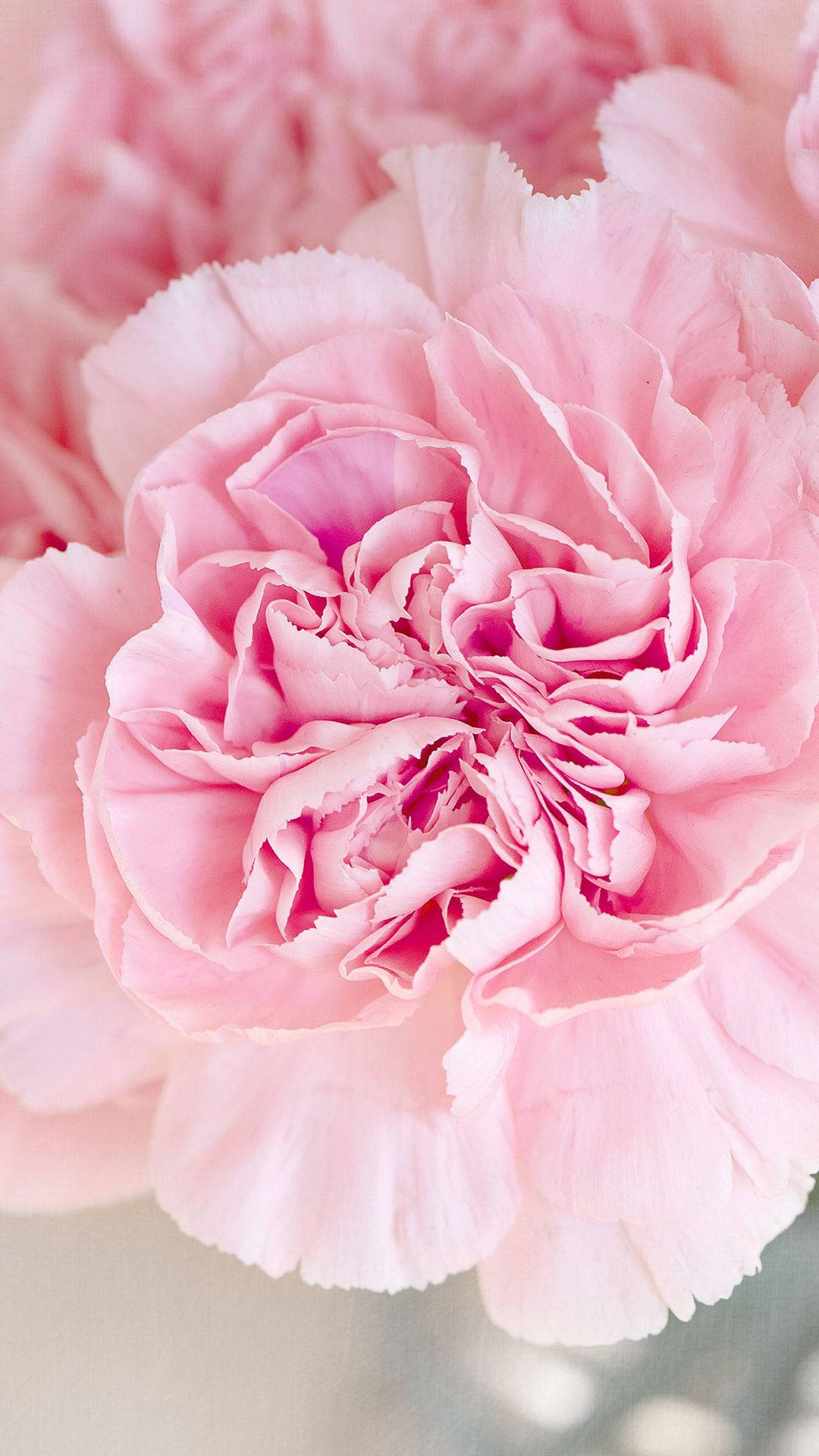 carnation, pink, ruffled petals, Full HD Phone Wallpaper